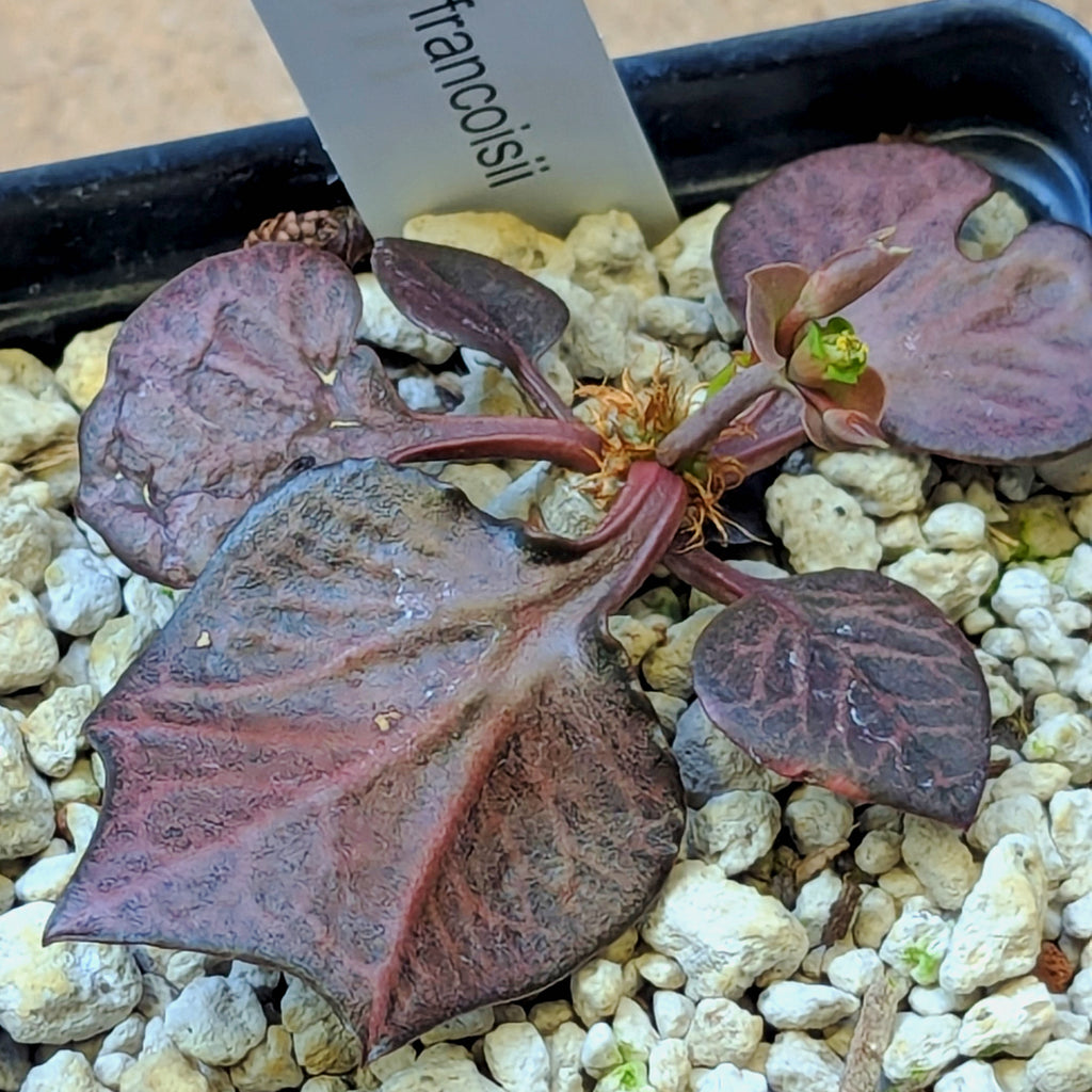 Euphorbia francoisii #6