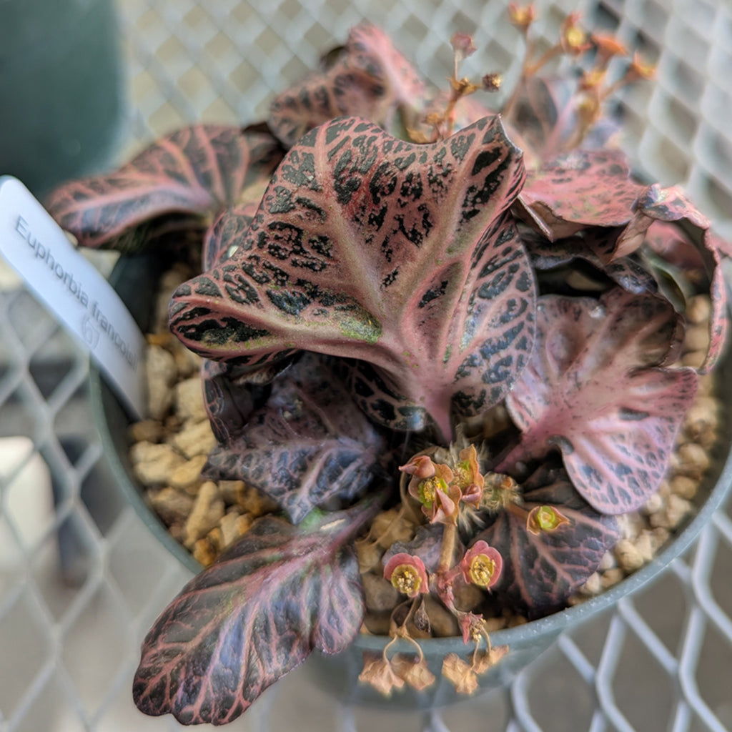 Euphorbia francoisii #6