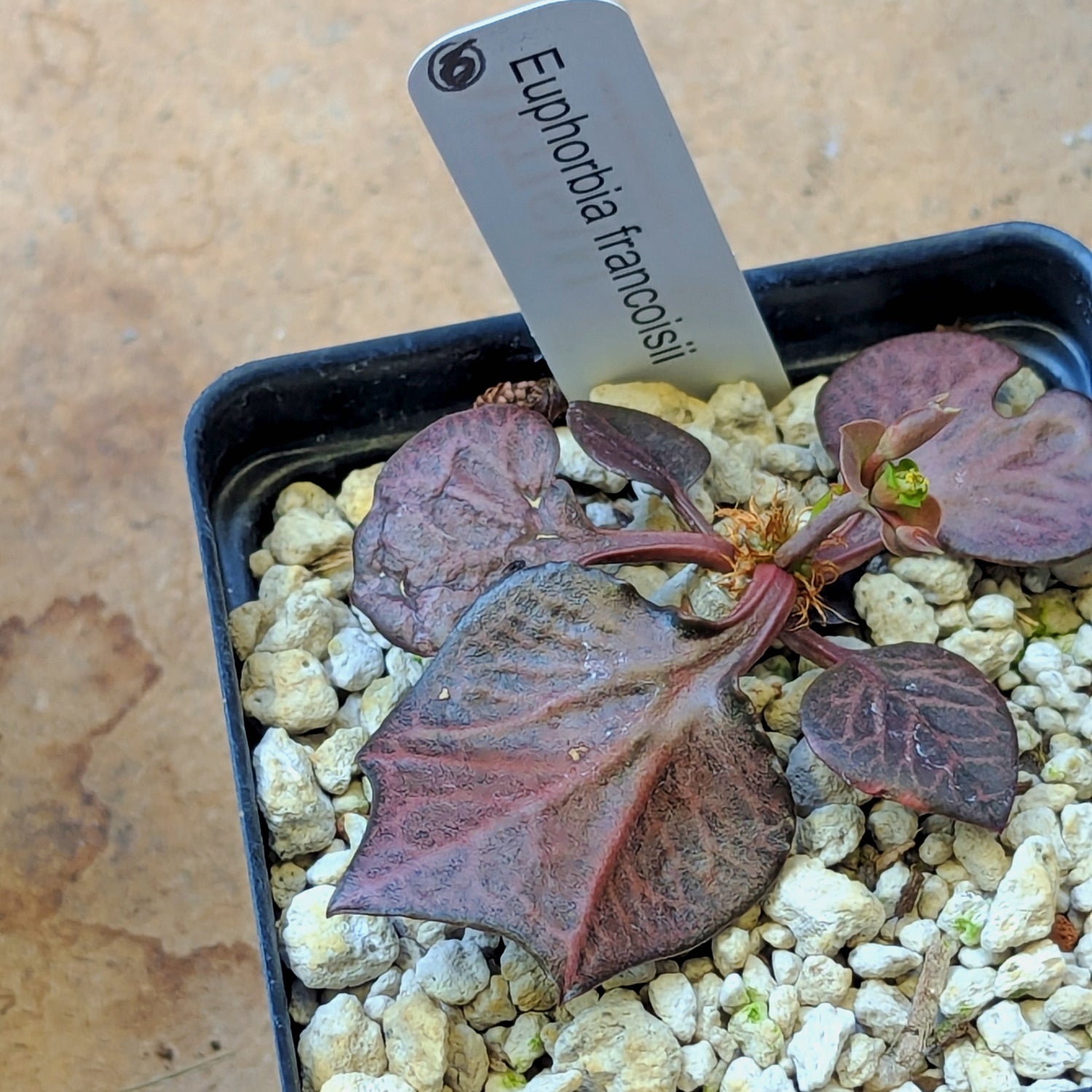 Euphorbia francoisii #6