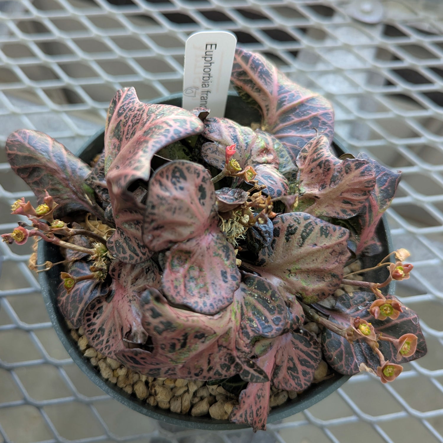 Euphorbia francoisii #6