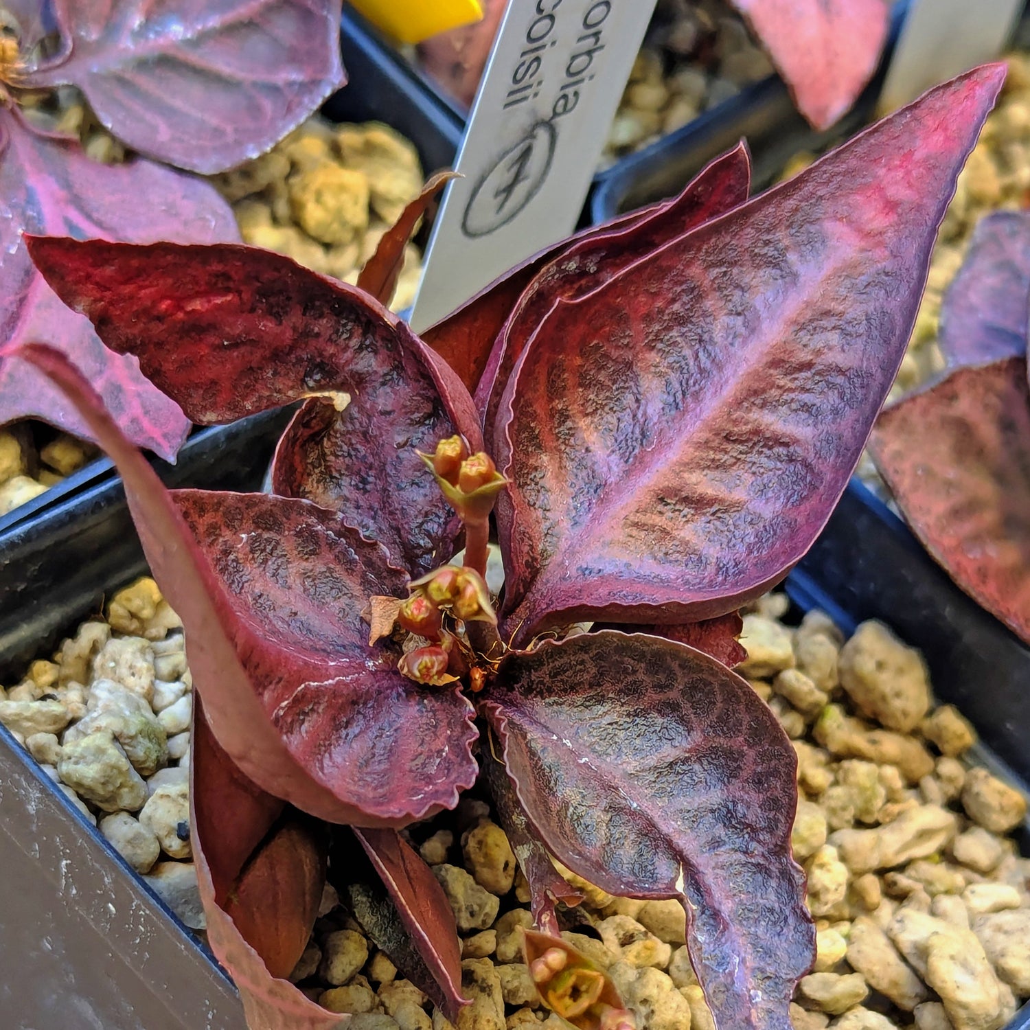 Euphorbia francoisii #7