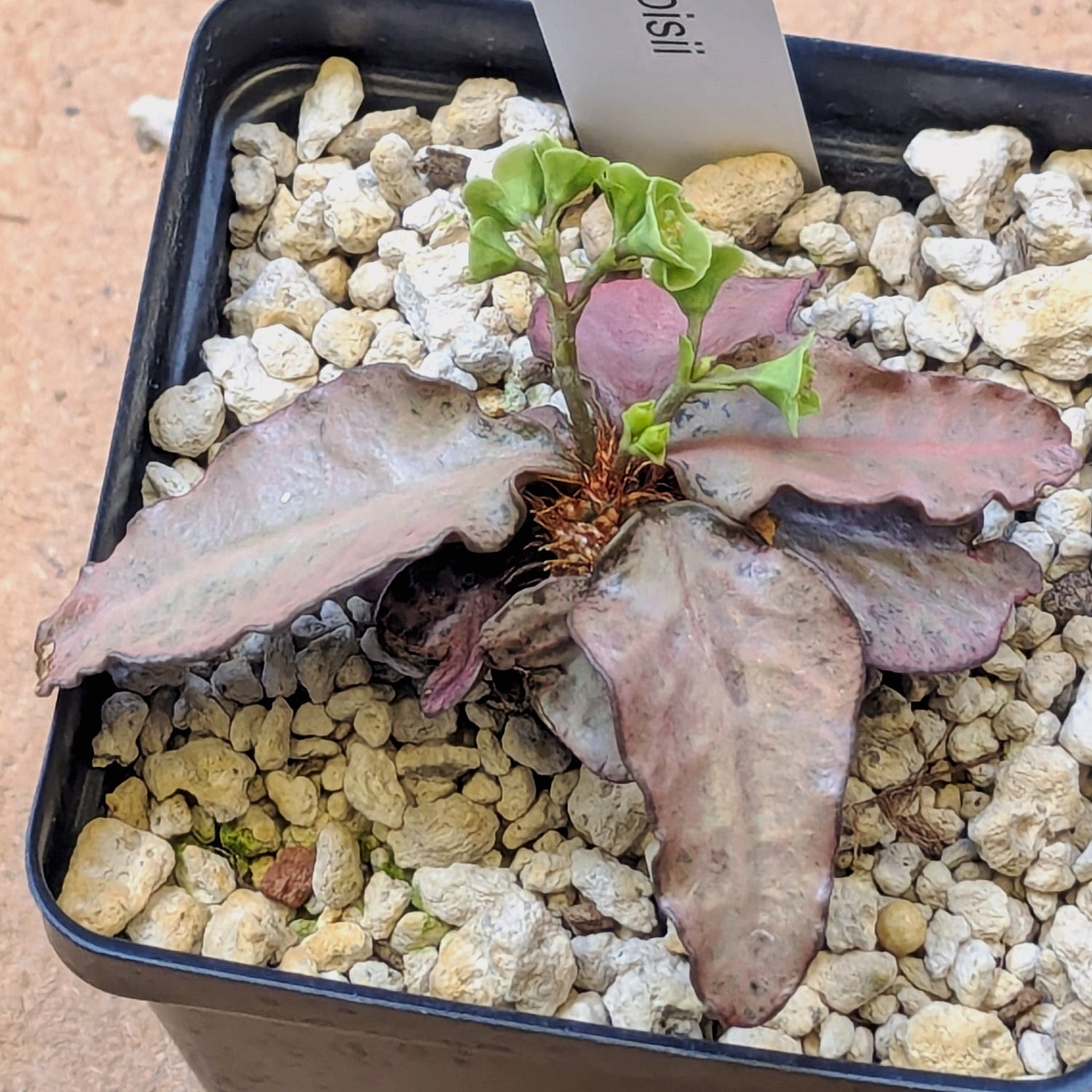 Euphorbia francoisii #7