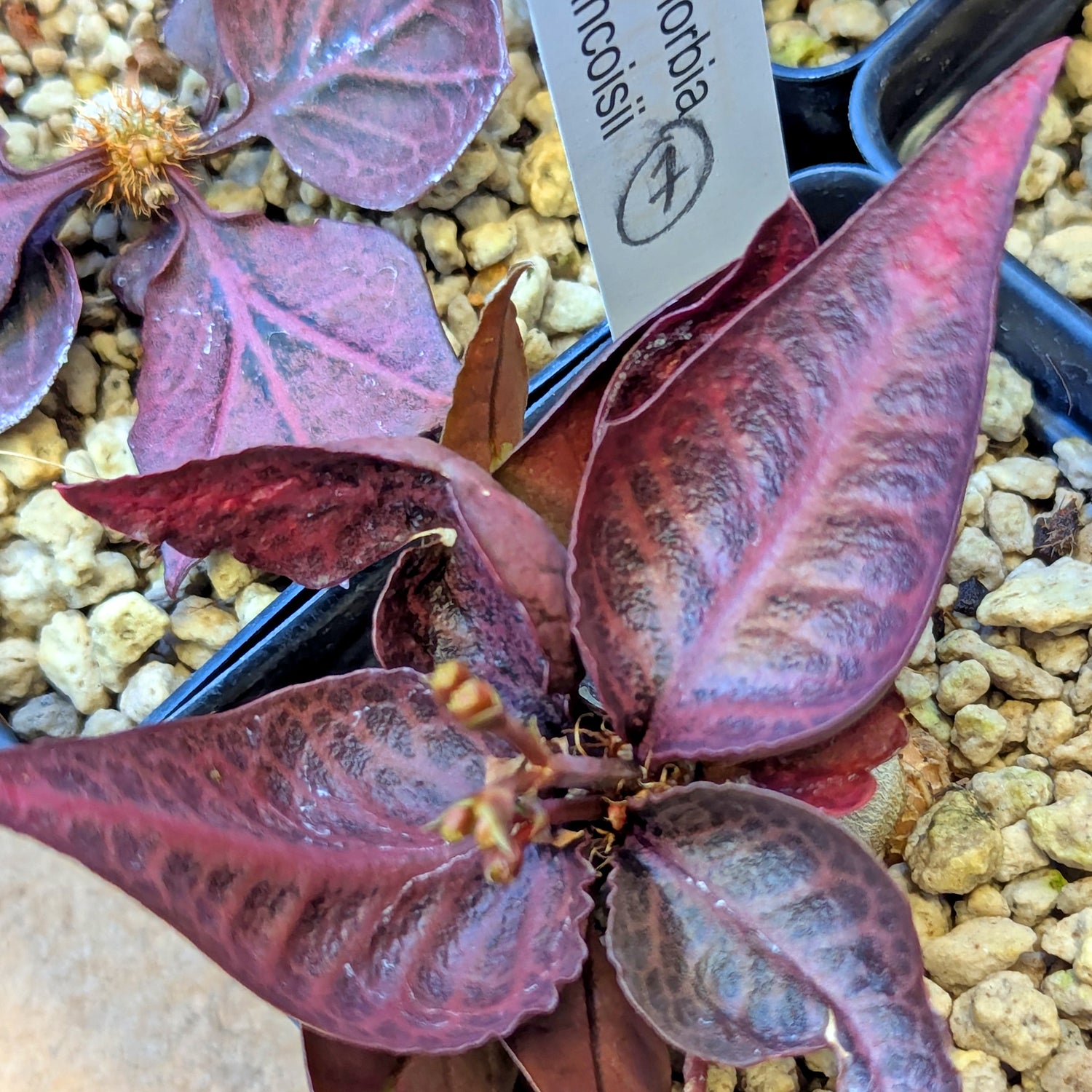Euphorbia francoisii #7
