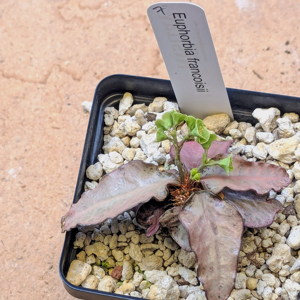 Euphorbia francoisii #7