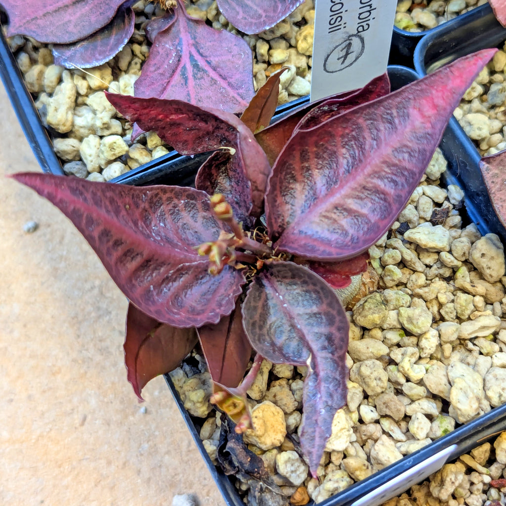Euphorbia francoisii #7