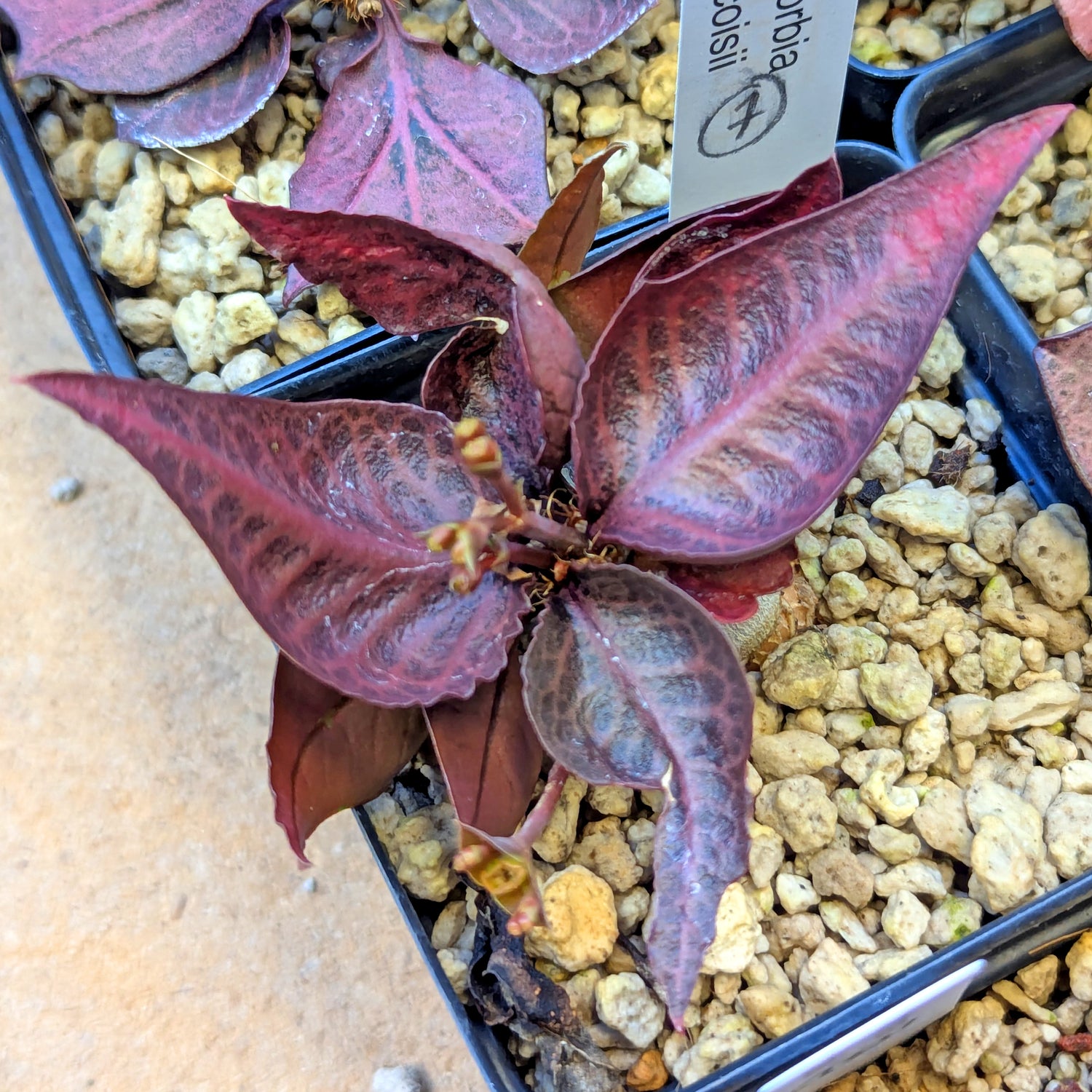Euphorbia francoisii #7
