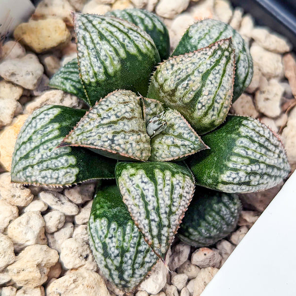 Haworthia 