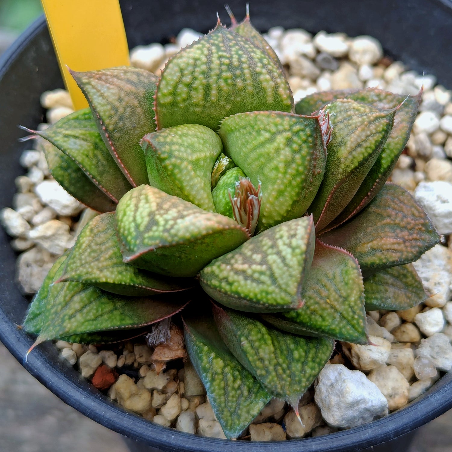 Haworthia "Greenie" PP176 hybrid