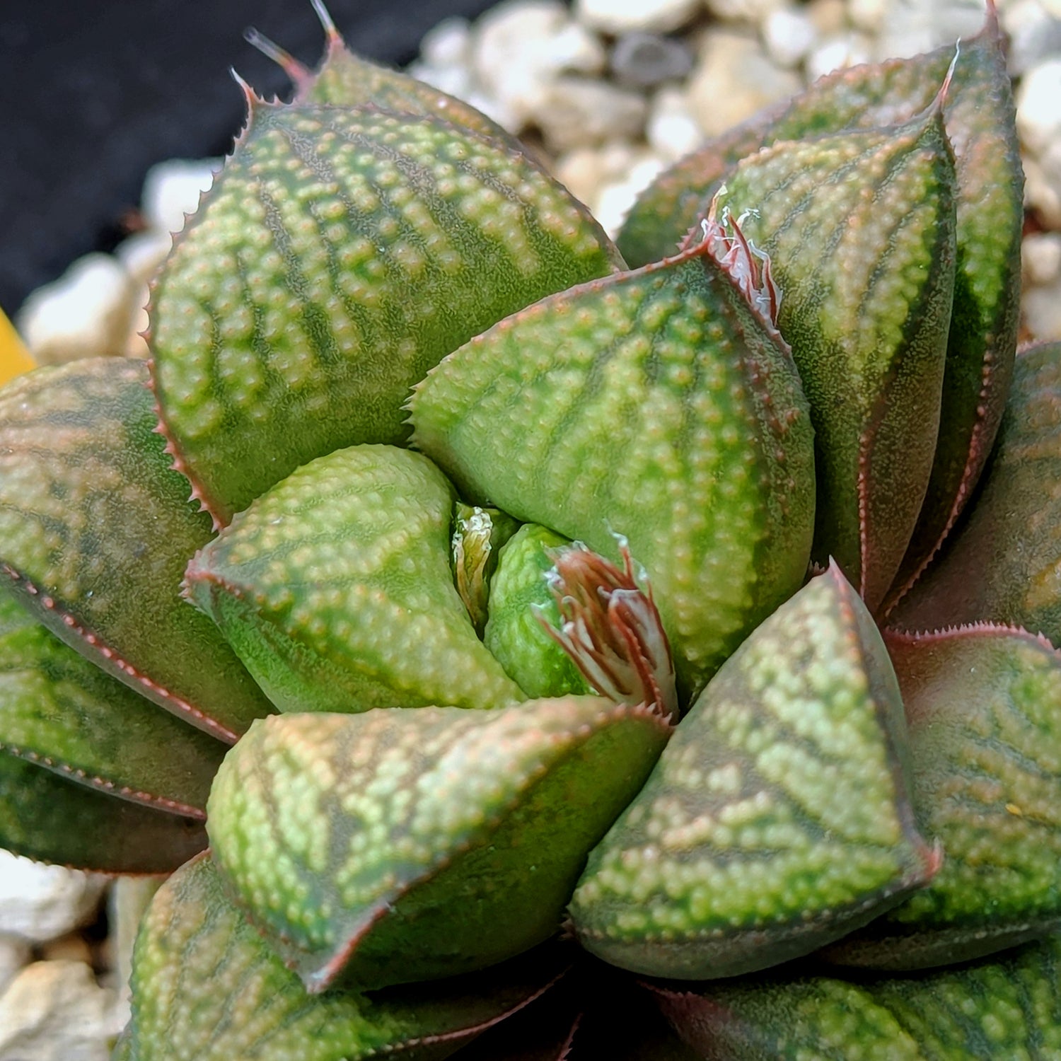 Haworthia "Greenie" PP176 hybrid