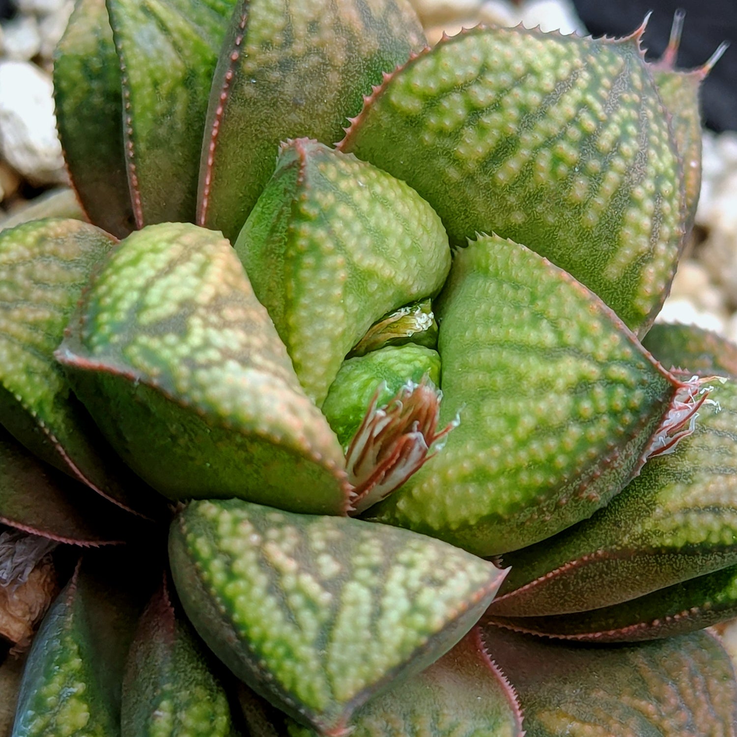 Haworthia "Greenie" PP176 hybrid