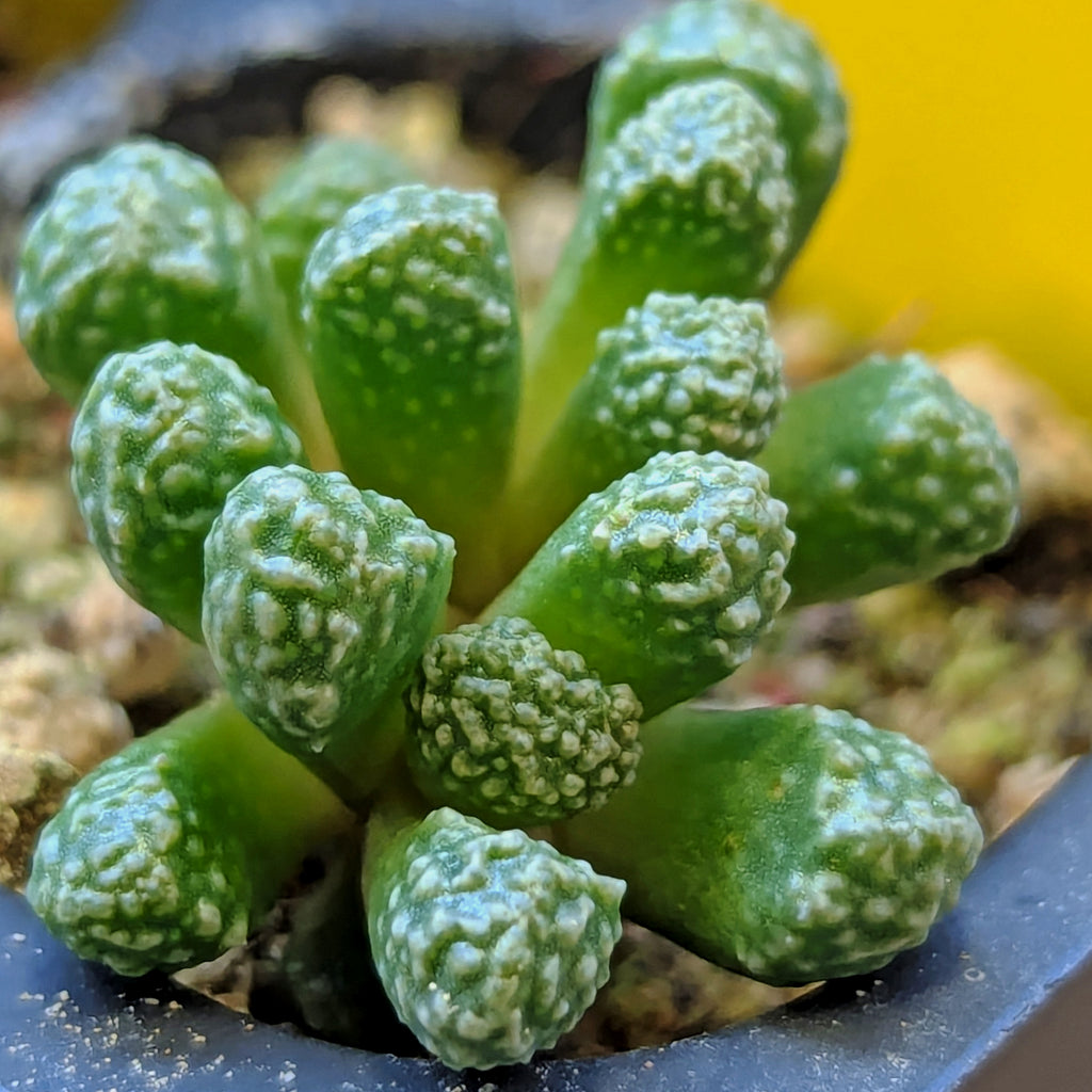 Stomaticia #15