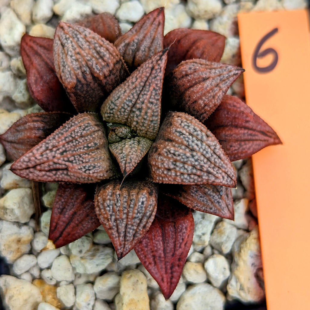 Haworthia hybrid series PP189 #6 SOLD OUT