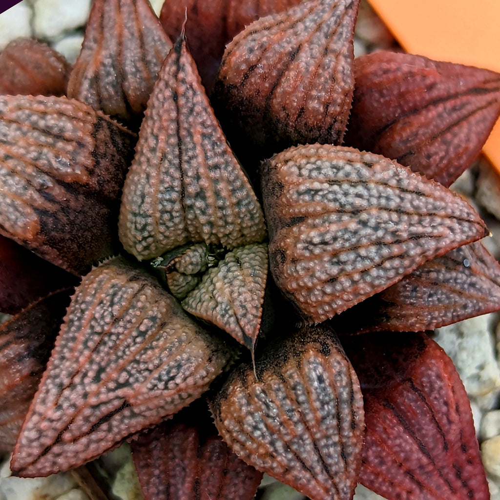 Haworthia hybrid series PP189 #6 SOLD OUT