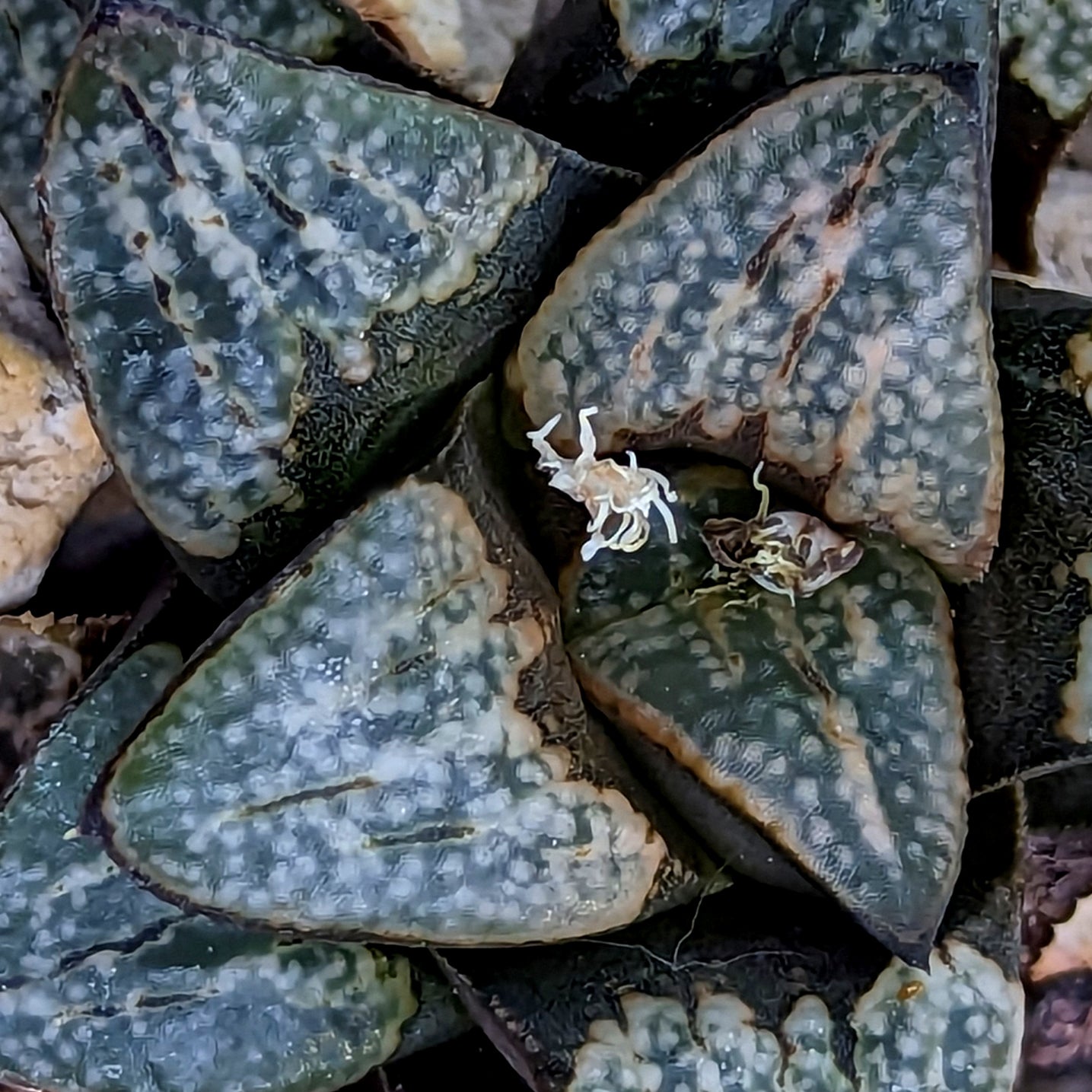 Haworthia groenewaldii hybrid series PP312 #5 SOLD OUT