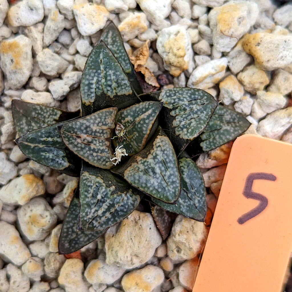 Haworthia groenewaldii hybrid series PP312 #5 SOLD OUT