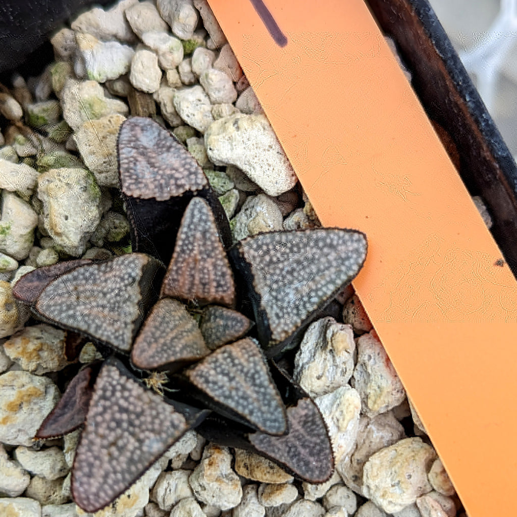 Haworthia groenewaldii hybrid (PP409 series) #1 SOLD OUT