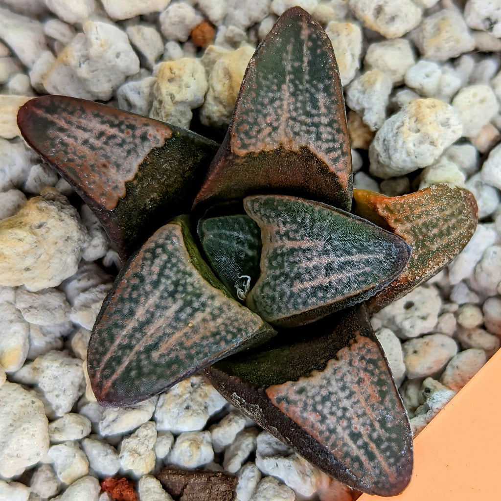 Haworthia groenewaldii hybrid series PP415 #4 SOLD OUT