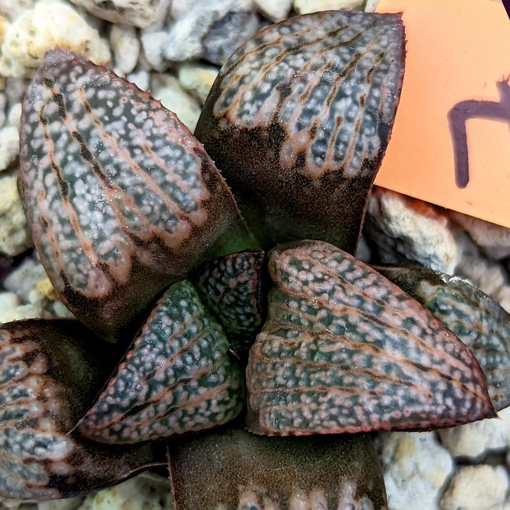 Haworthia "Scarlet Begonia" x splendens hybrid series PP437 #7 SOLD OUT