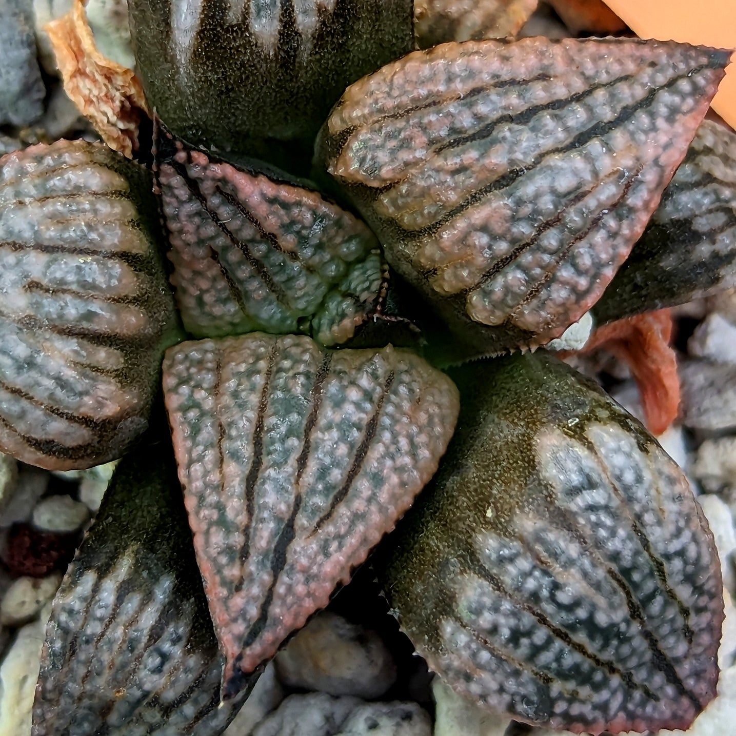 Haworthia "Scarlet Begonia" x splendens hybrid series PP437 #12 SOLD OUT