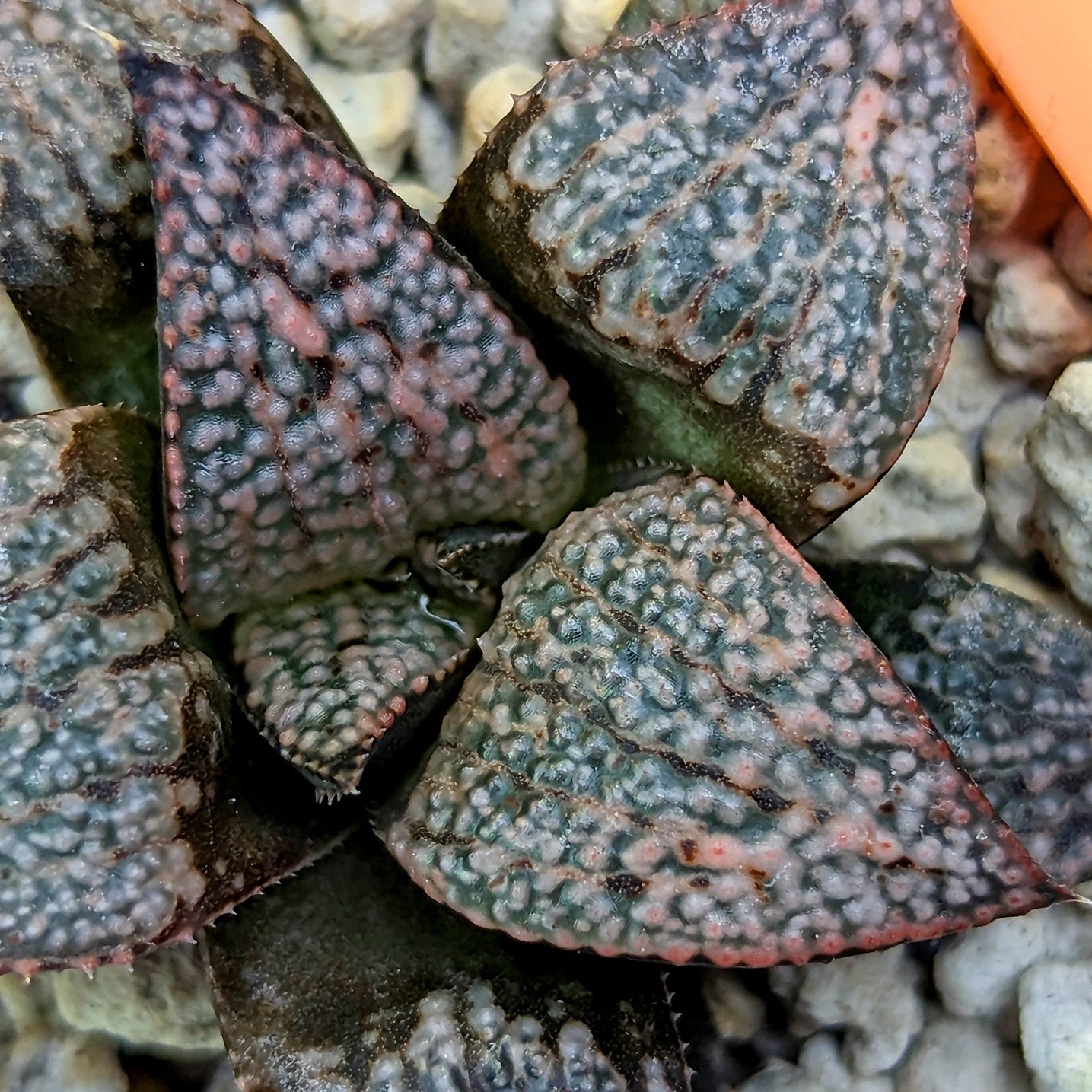 Haworthia "Scarlet Begonia" x splendens hybrid series PP437 #15 SOLD OUT