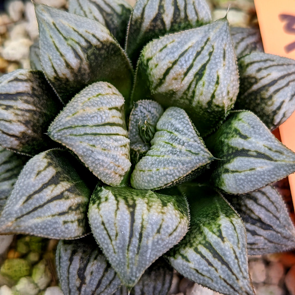 Haworthia groenewaldii hybrid PP501 series #3 SOLD OUT