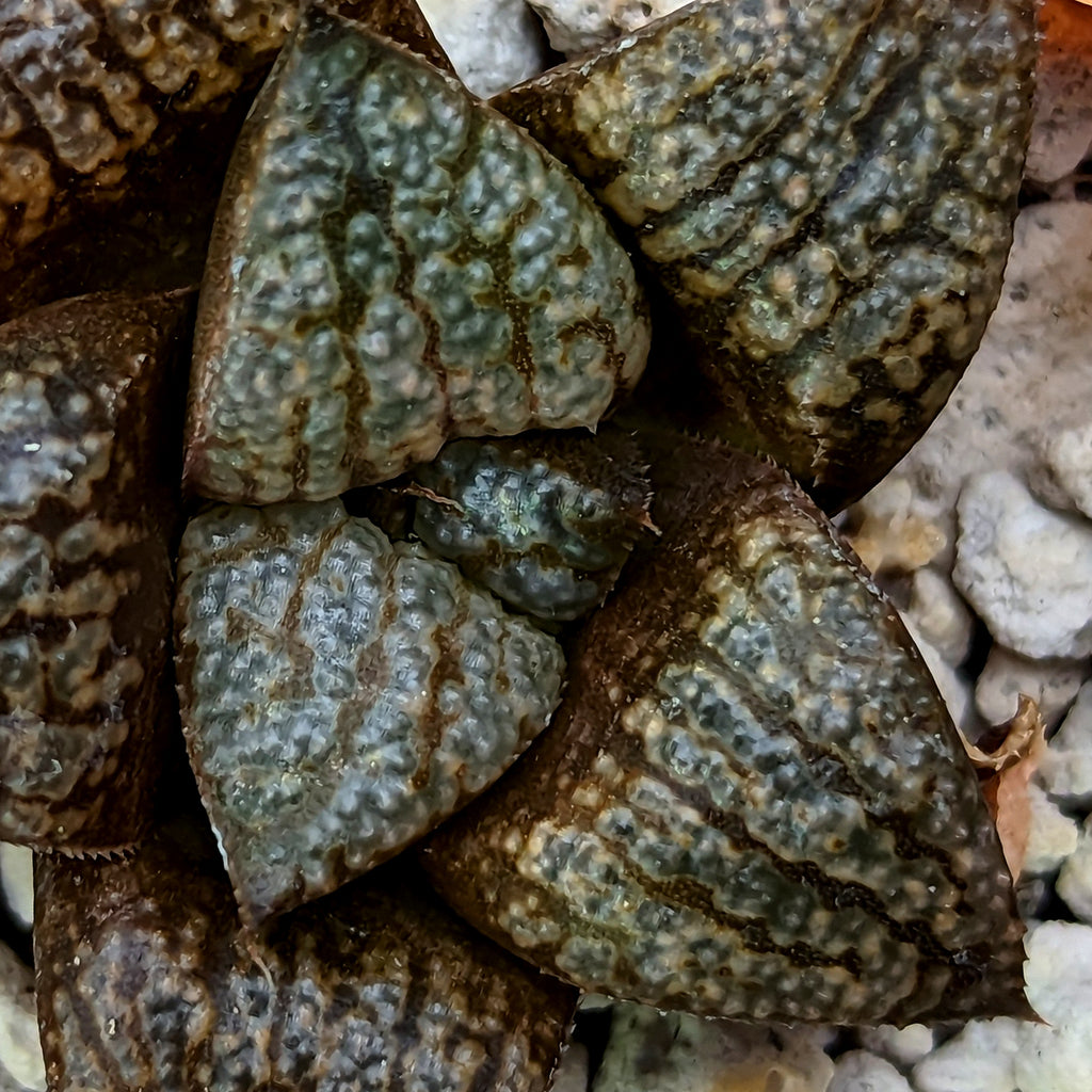 Haworthia hybrid series PP531 ( PP186 X "Scarlet Begonias") #13 SOLD OUT