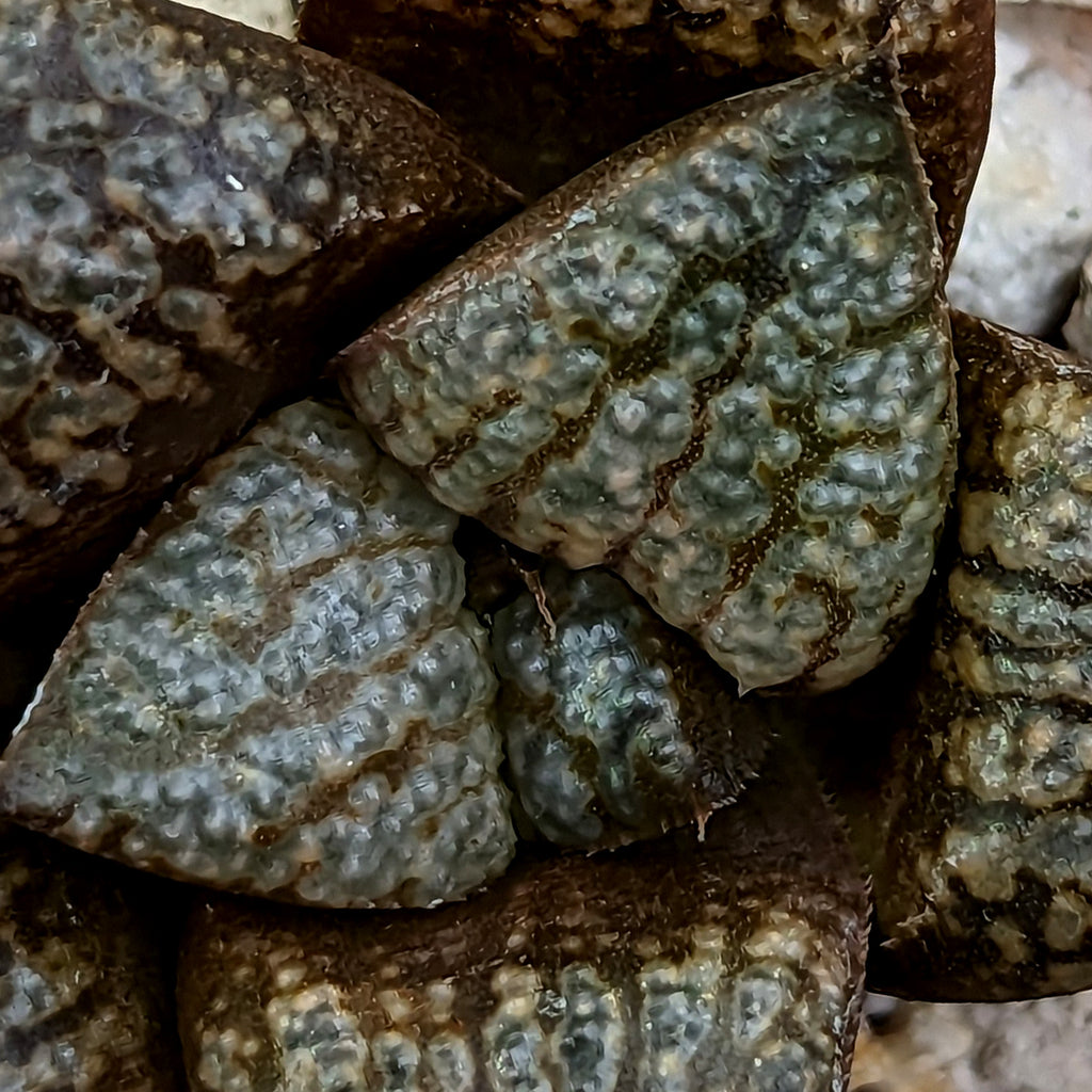 Haworthia hybrid series PP531 ( PP186 X "Scarlet Begonias") #13 SOLD OUT
