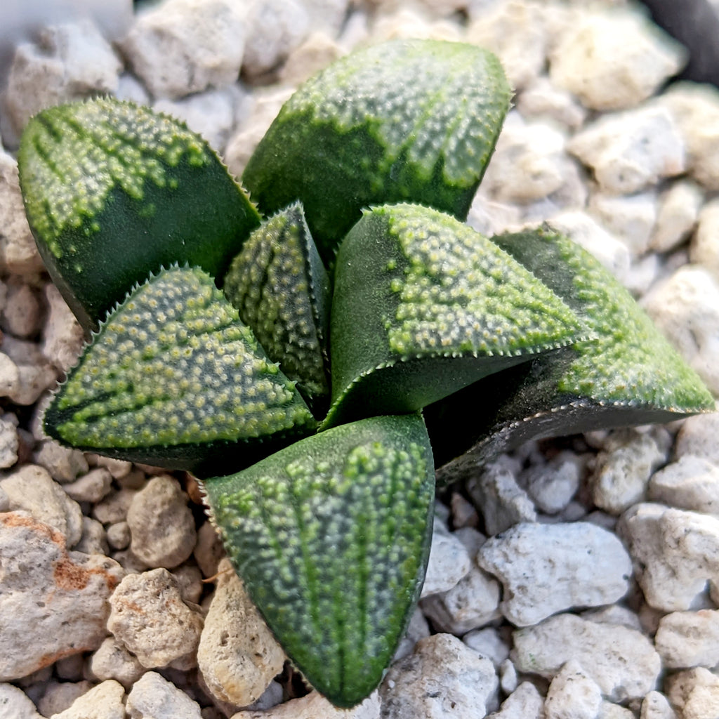 Haworthia groenewaldii hybrid series PP513 #C10 SOLD OUT