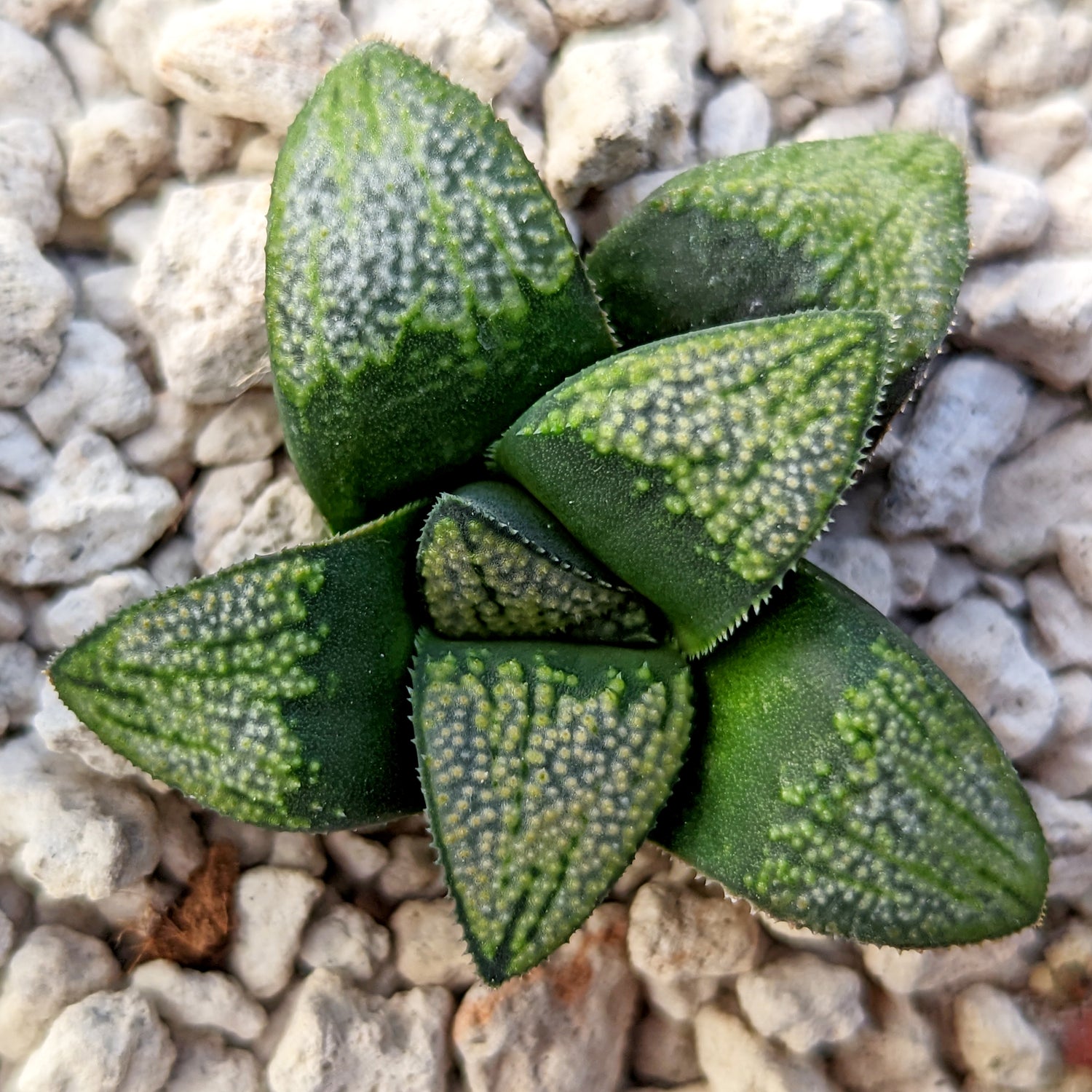 Haworthia groenewaldii hybrid series PP513 #C10 SOLD OUT