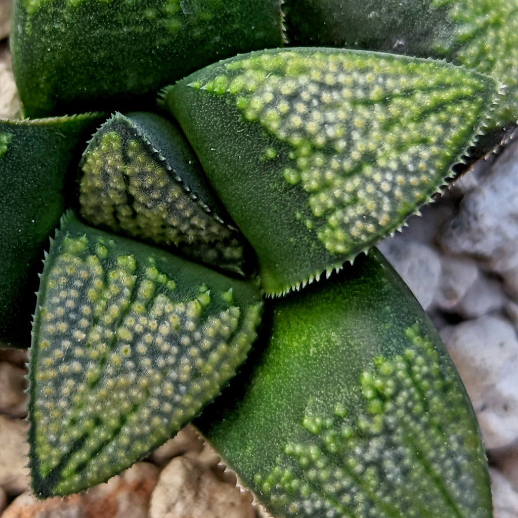 Haworthia groenewaldii hybrid series PP513 #C10 SOLD OUT