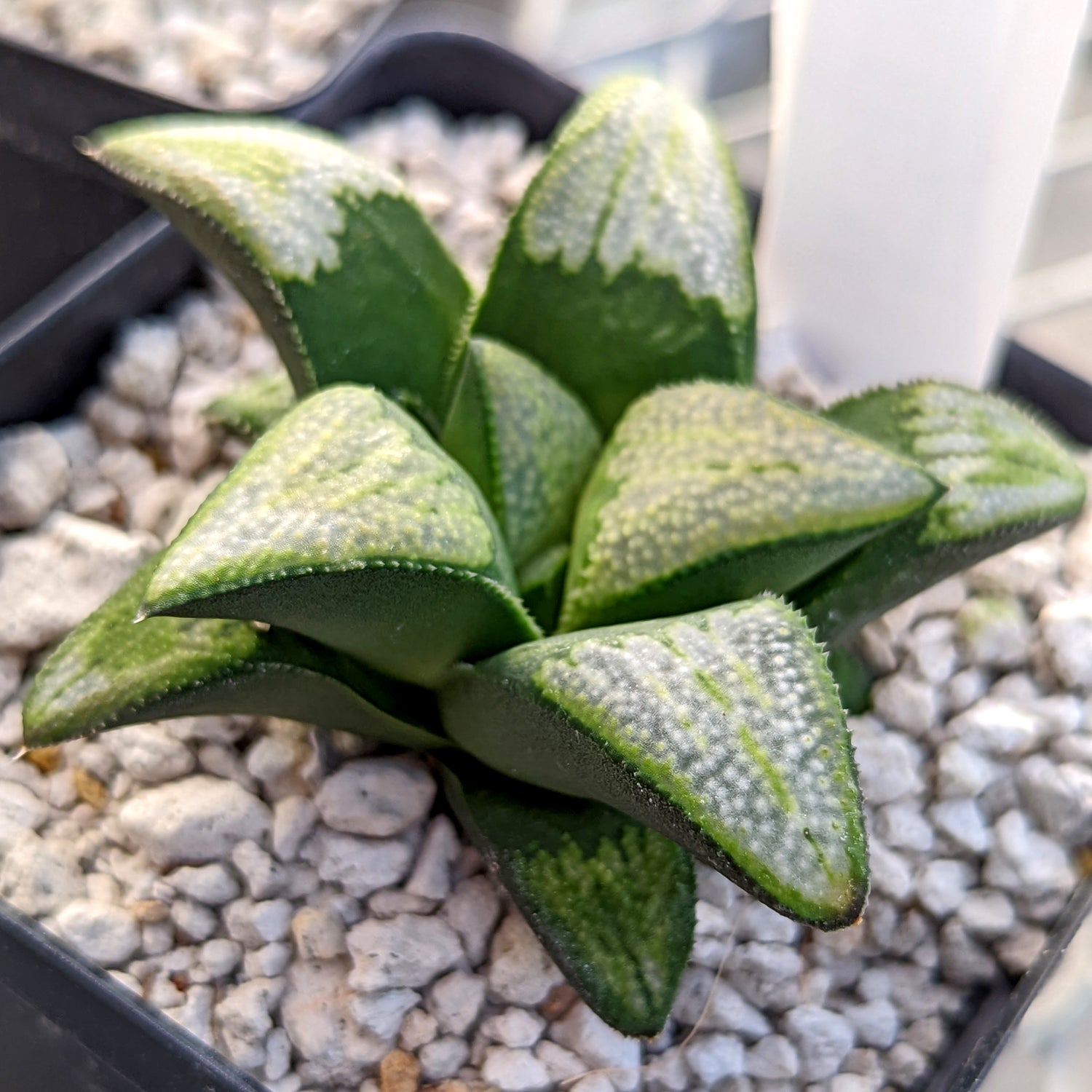 Haworthia groenewaldii hybrid series PP513 #C11 SOLD OUT