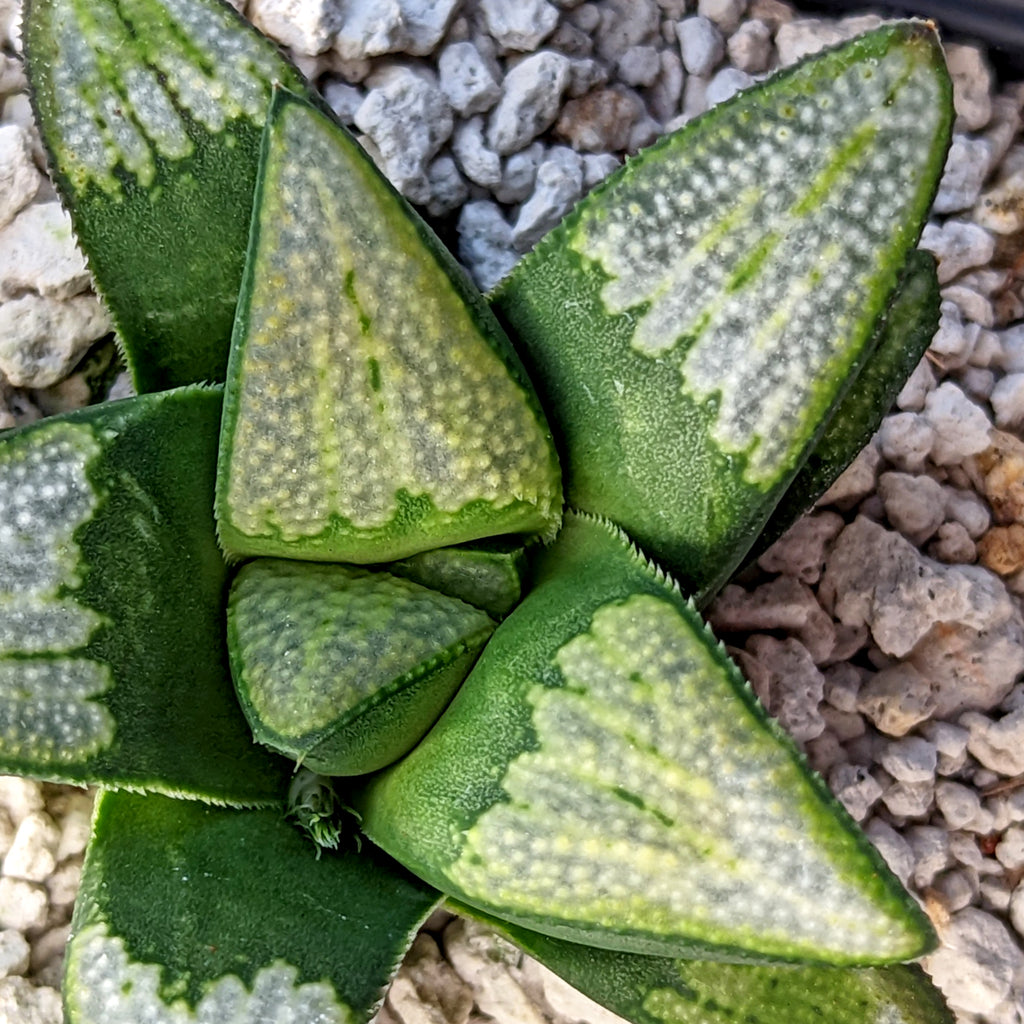 Haworthia groenewaldii hybrid series PP513 #C11 SOLD OUT