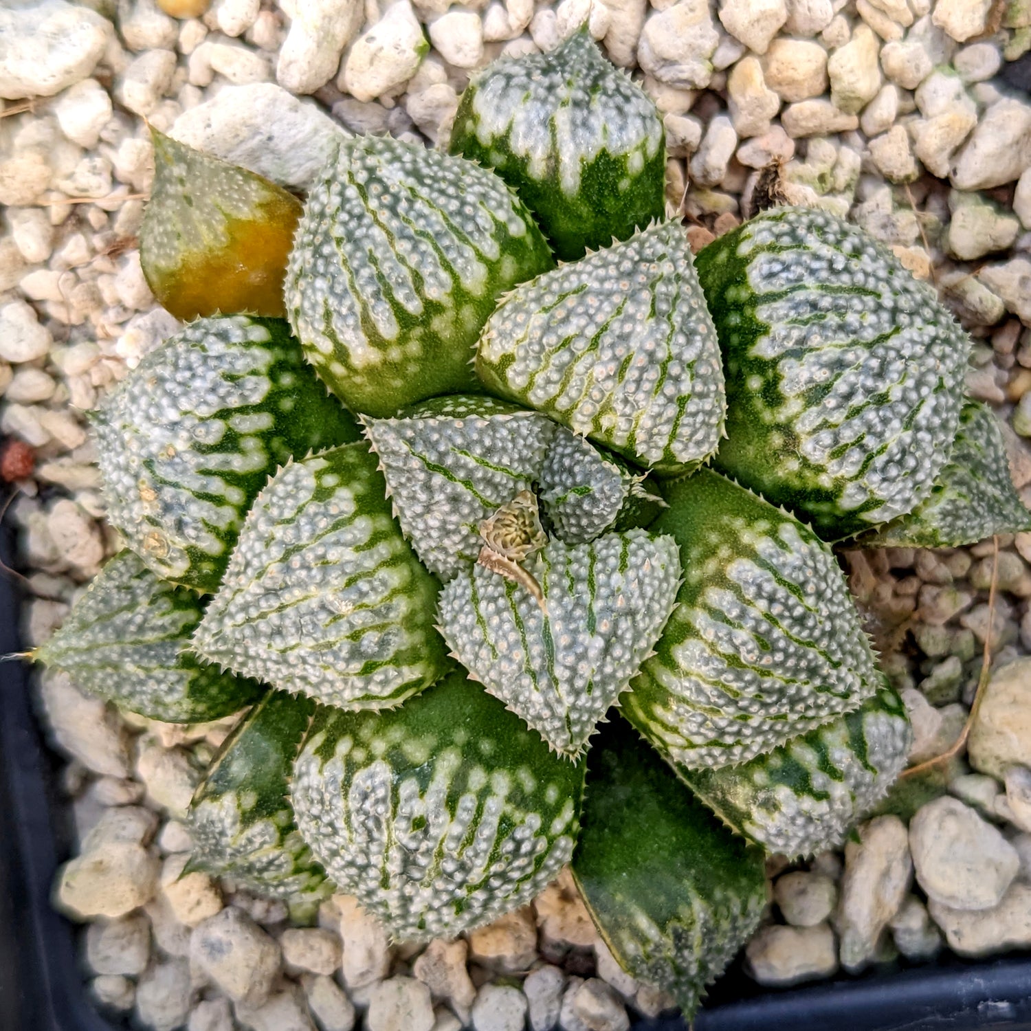 Haworthia hybrid series PP257 #C12 SOLD OUT