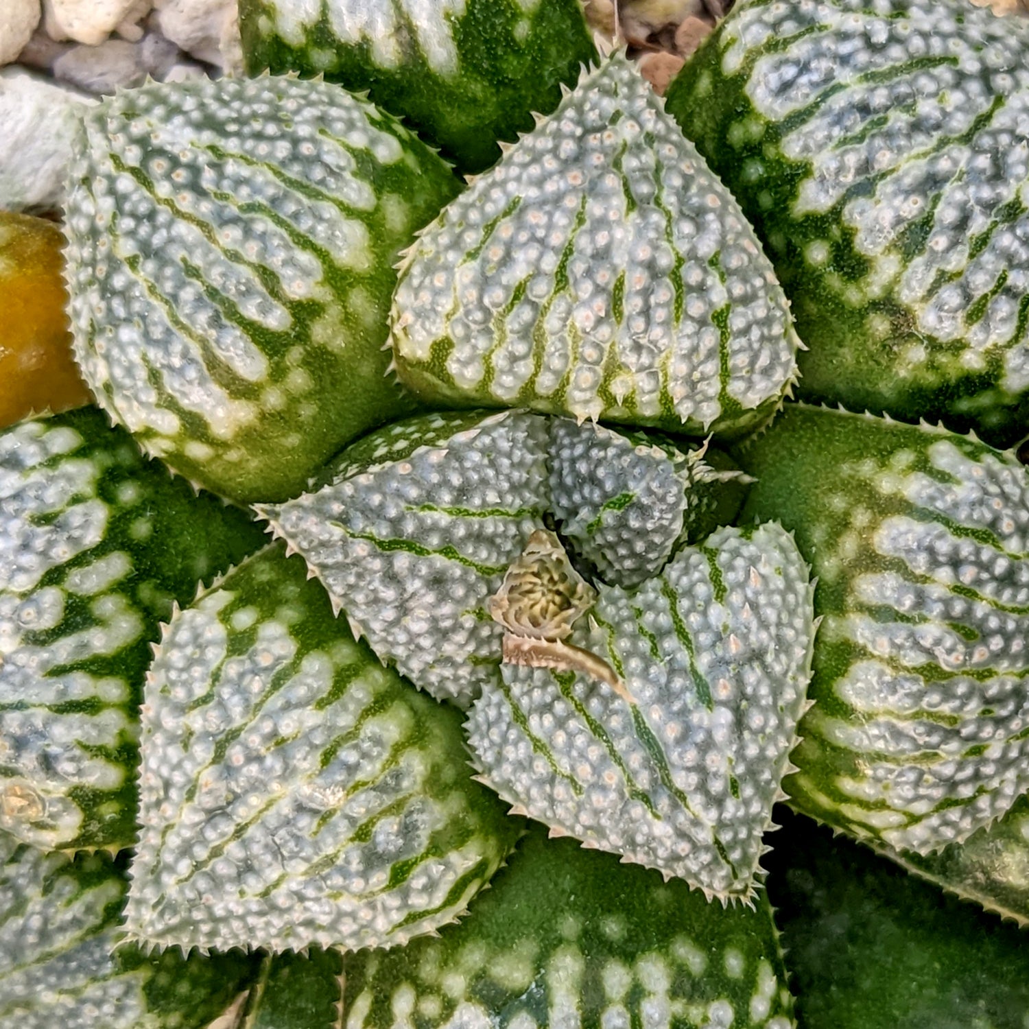 Haworthia hybrid series PP257 #C12 SOLD OUT