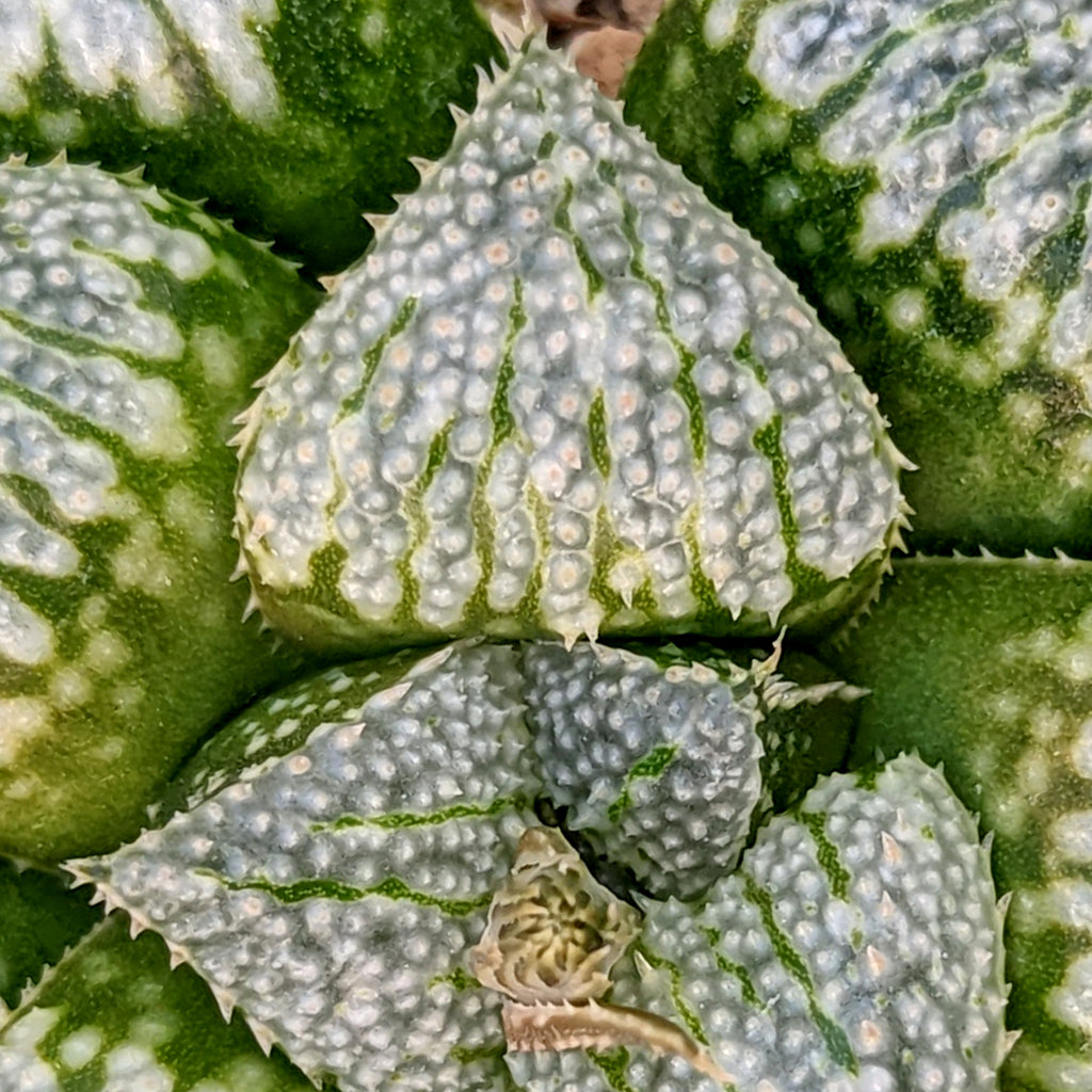 Haworthia hybrid series PP257 #C12 SOLD OUT