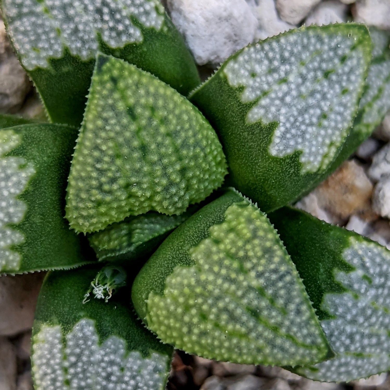 Haworthia groenewaldii hybrid series PP513 #C6 SOLD OUT
