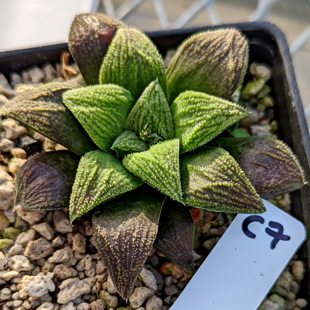 Haworthia hybrid series PP257 #C7 SOLD OUT