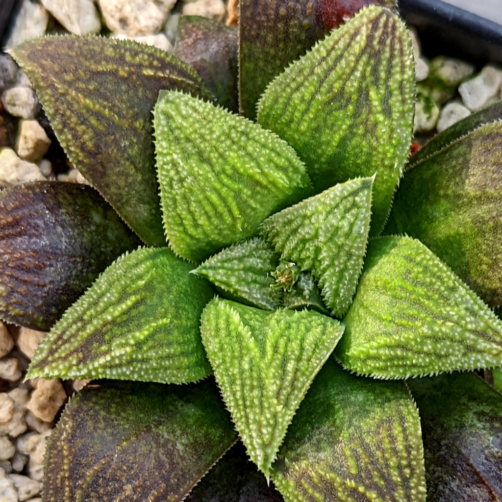 Haworthia hybrid series PP257 #C7 SOLD OUT