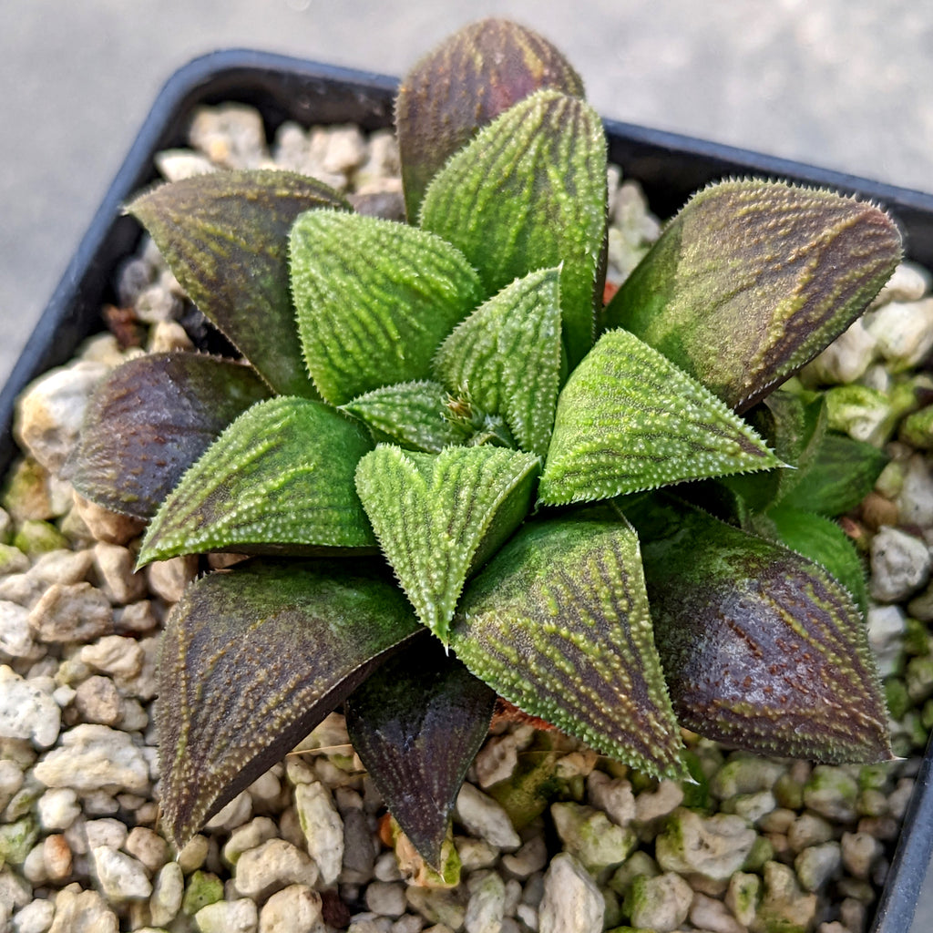 Haworthia hybrid series PP257 #C7 SOLD OUT
