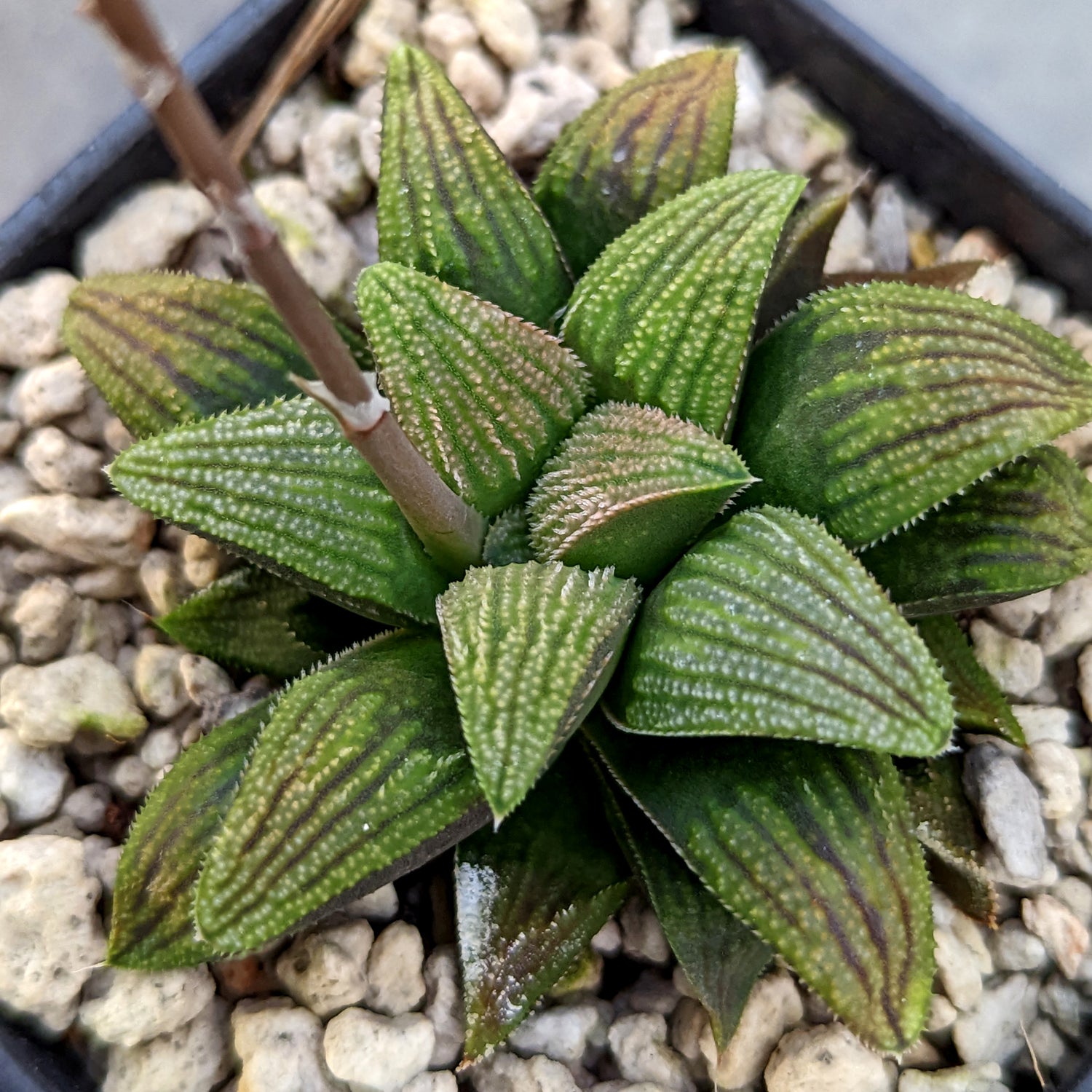 Haworthia hybrid series PP257 #C8 SOLD OUT