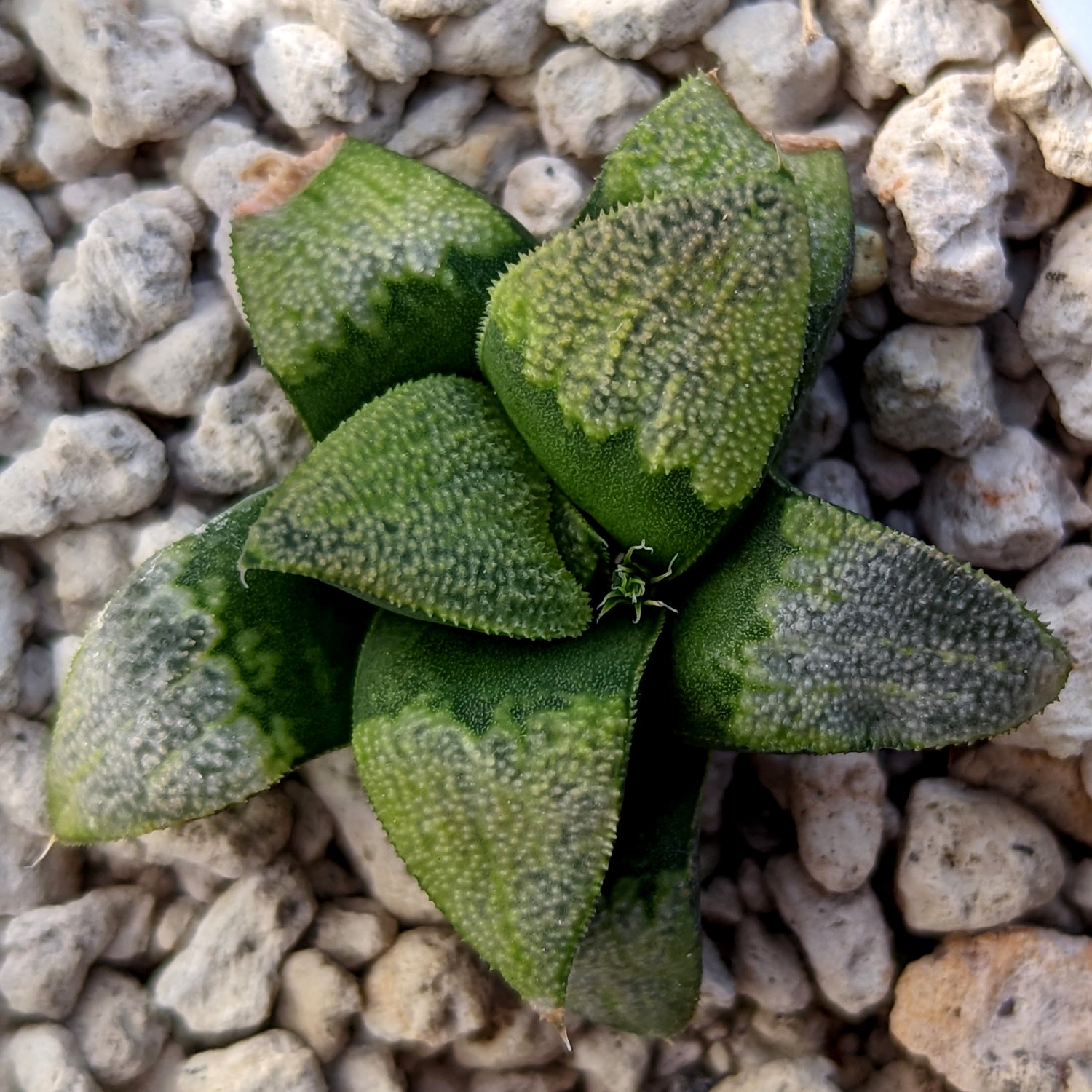 Haworthia groenewaldii hybrid series PP513 #C9 SOLD OUT
