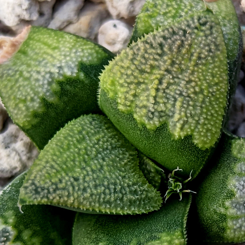 Haworthia groenewaldii hybrid series PP513 #C9 SOLD OUT