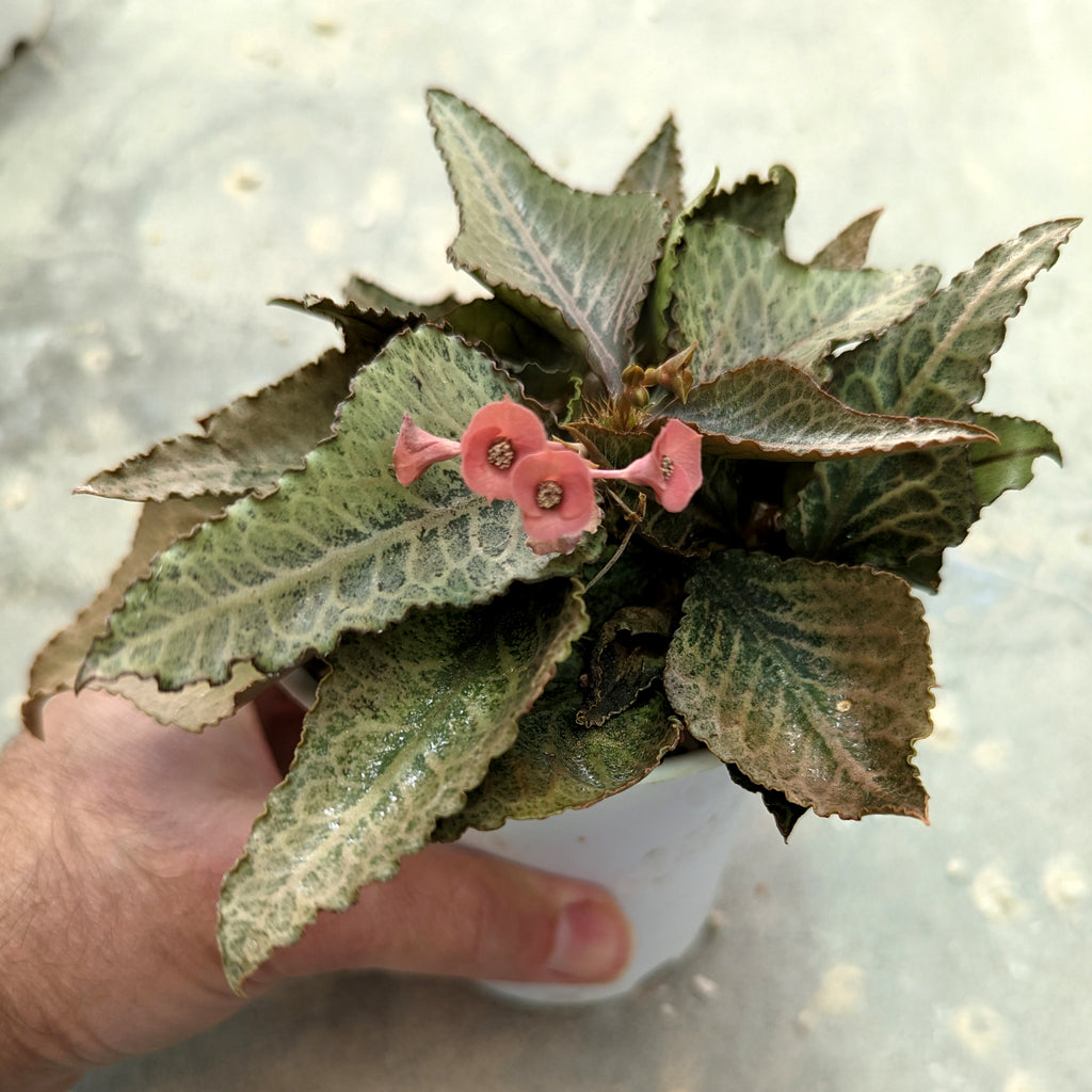 Euphorbia francoisii #E1 SOLD OUT
