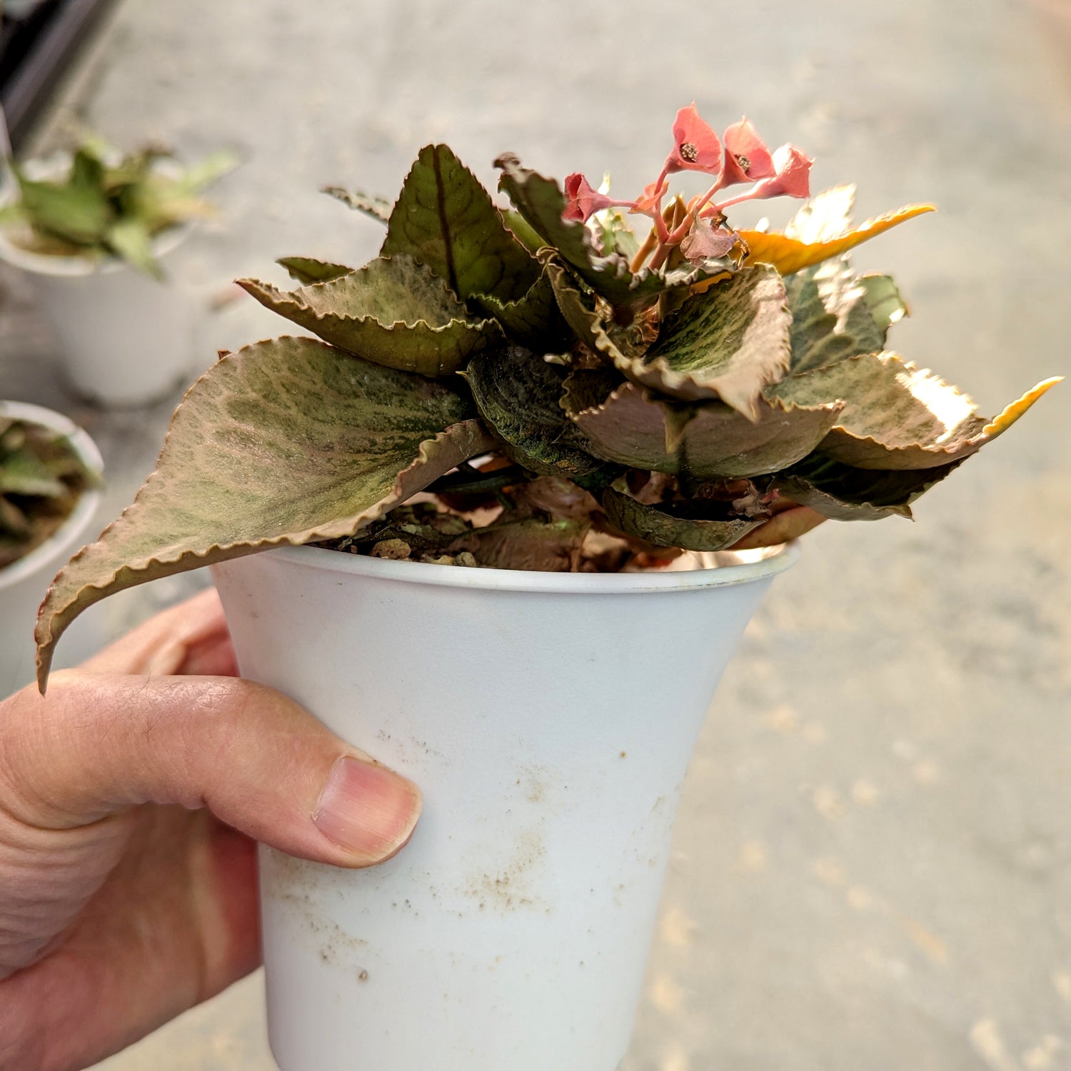 Euphorbia francoisii #E1 SOLD OUT
