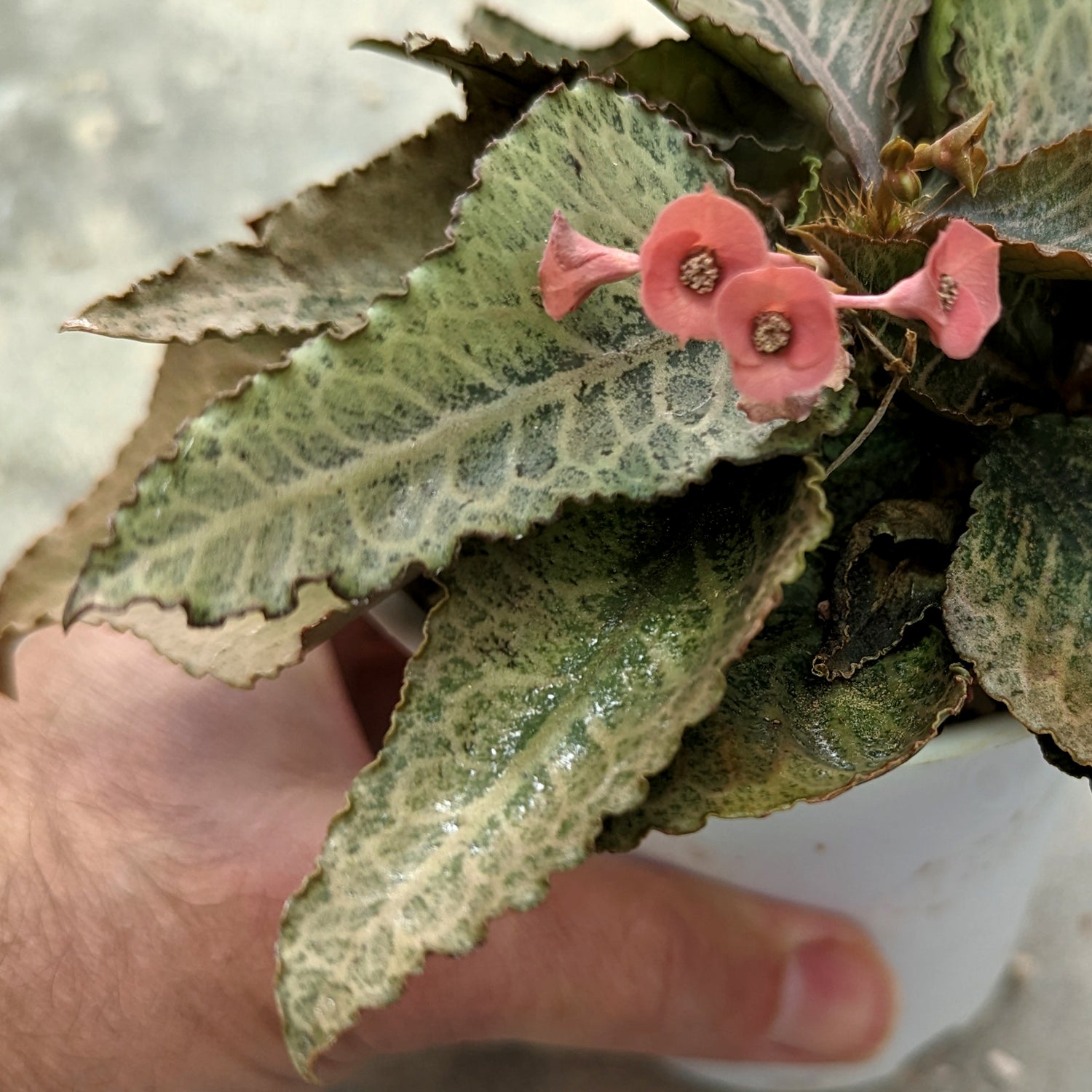 Euphorbia francoisii #E1 SOLD OUT