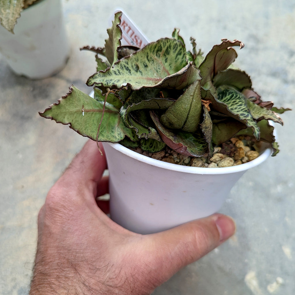 Euphorbia francoisii #E2 SOLD OUT
