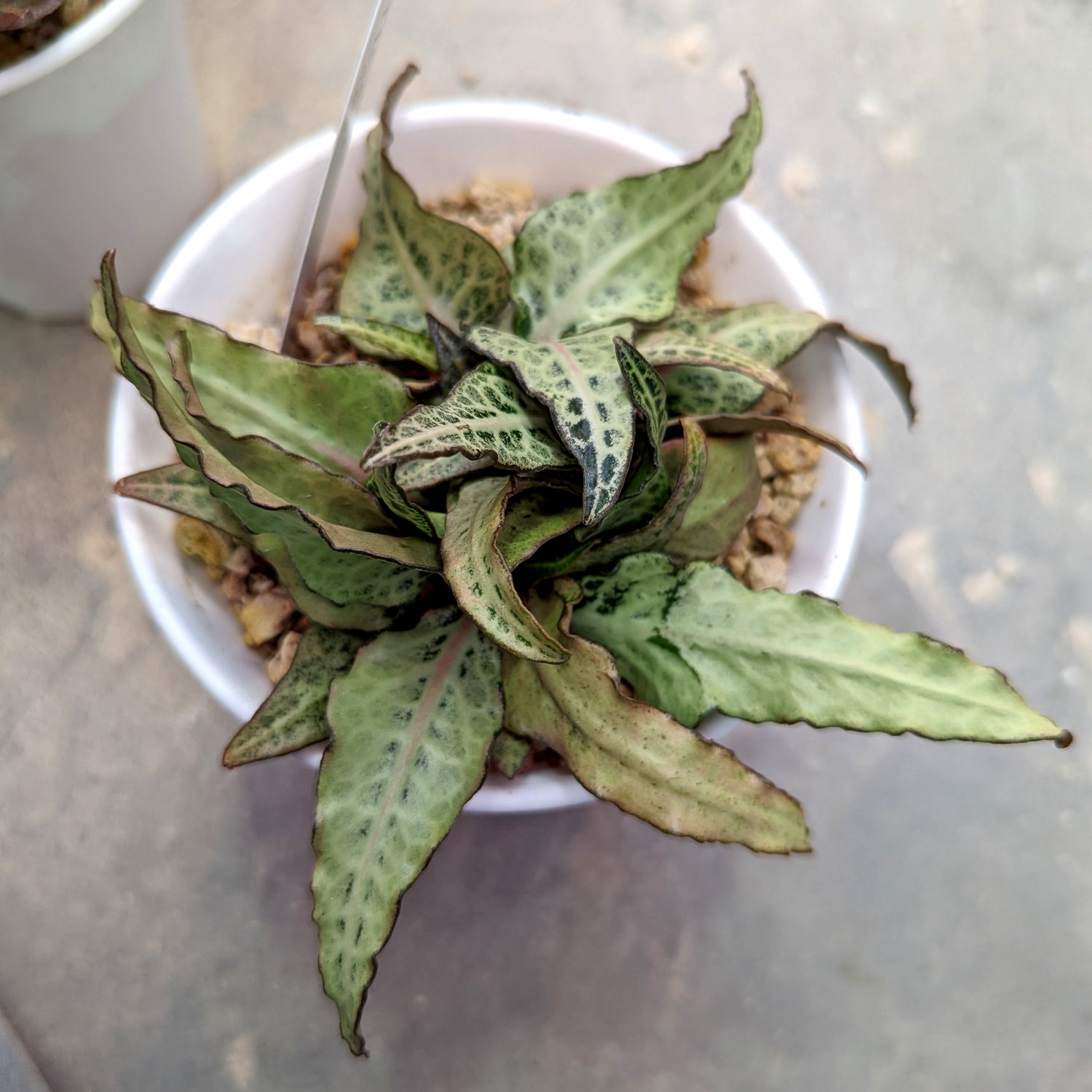Euphorbia francoisii #E3 SOLD OUT