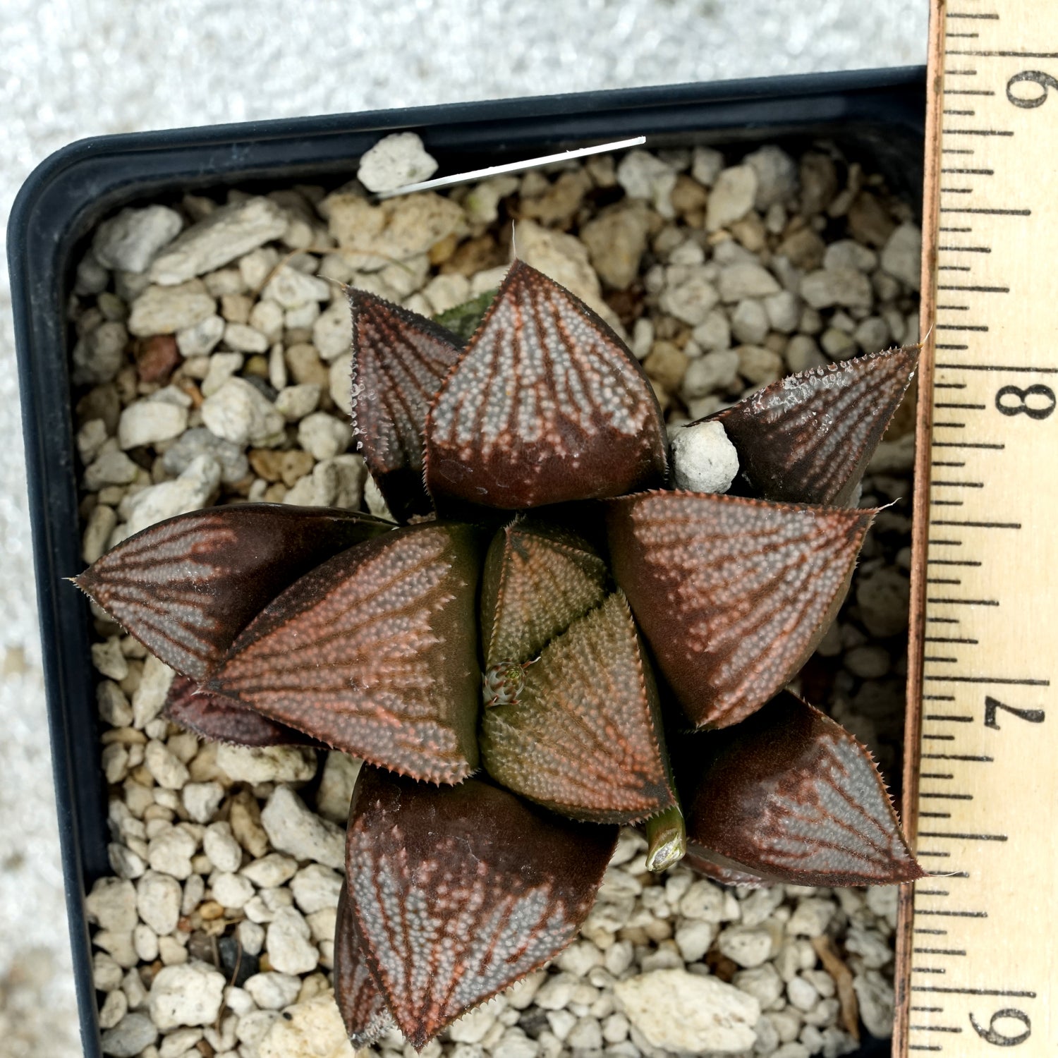 Haworthia "Kouka" well rooted large TC plants