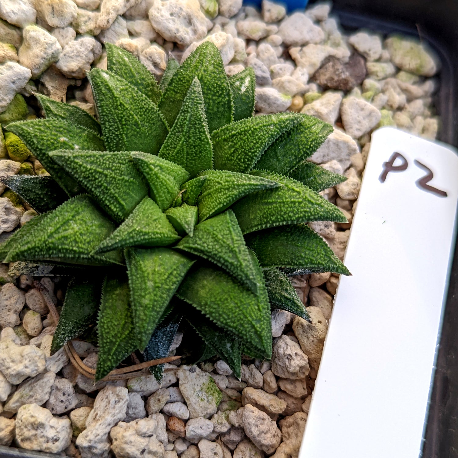 Haworthia parksiana hybrid series PP302 #P2 SOLD OUT