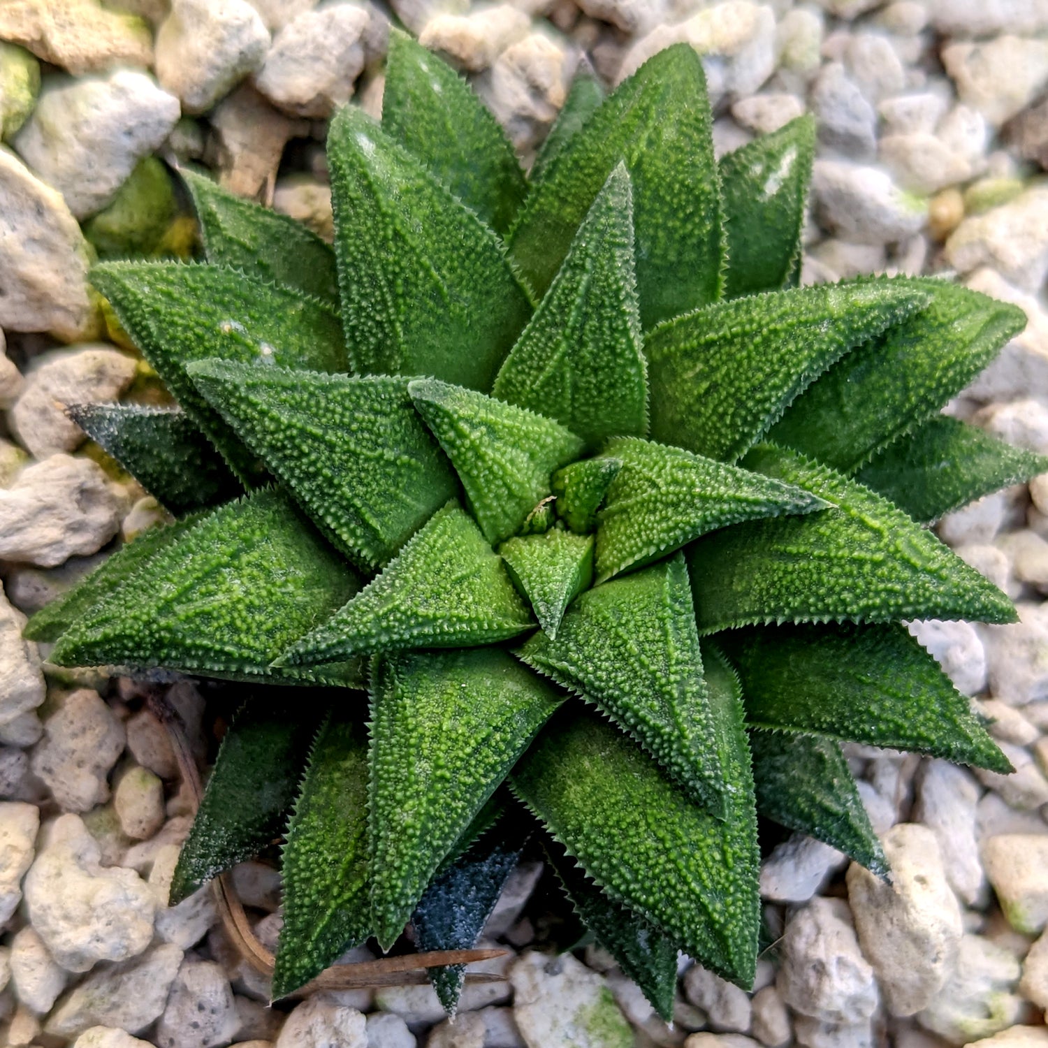 Haworthia parksiana hybrid series PP302 #P2 SOLD OUT